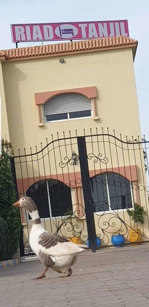 Riad Tanjil