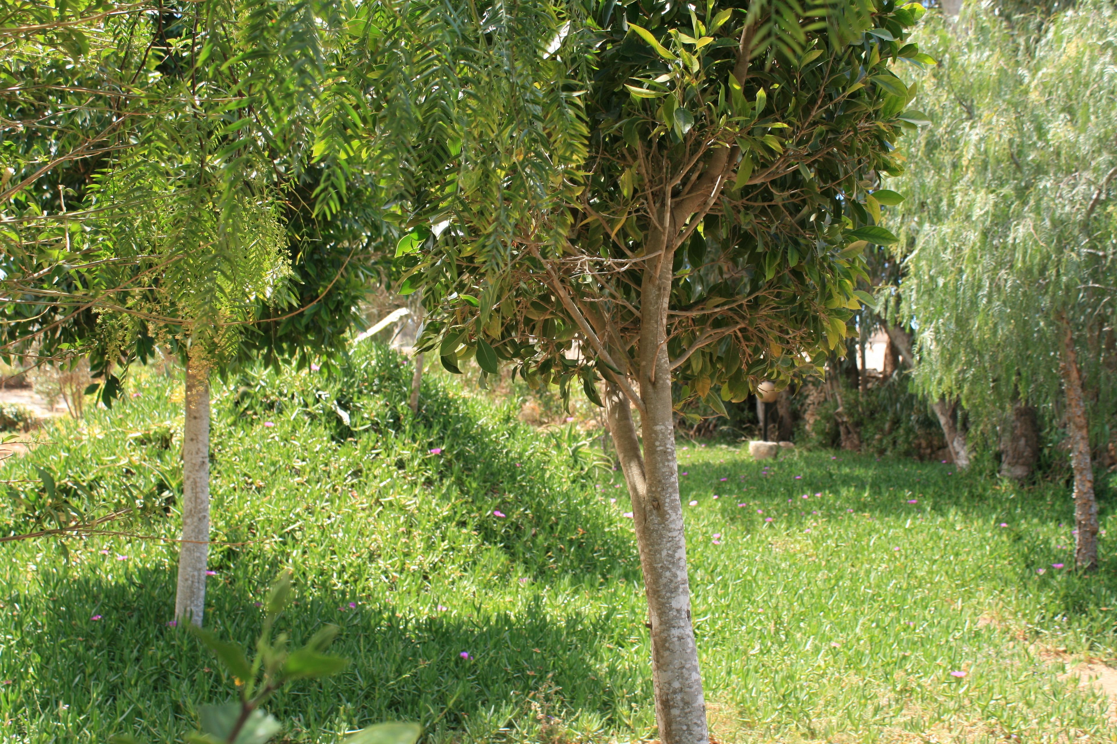 Riad l'Eucalyptus