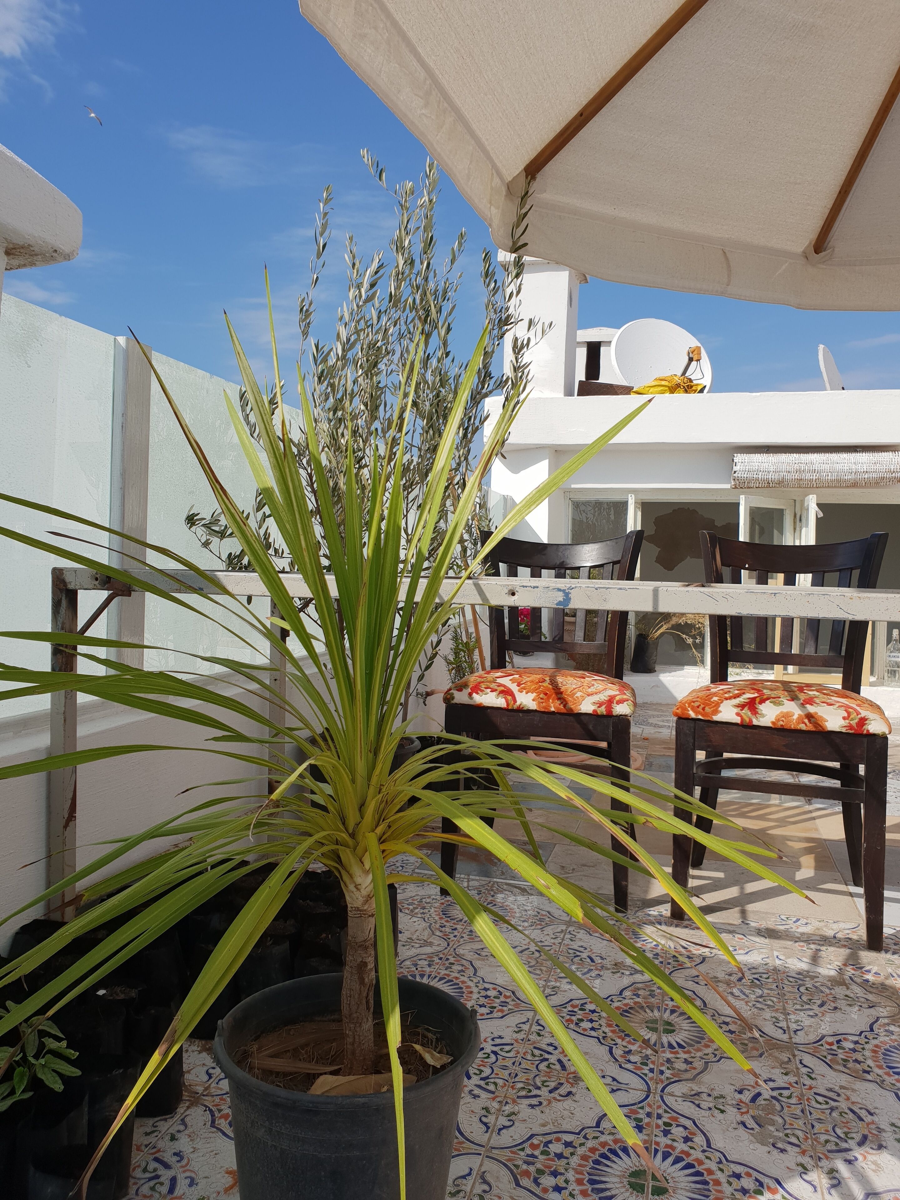 The Rooftop