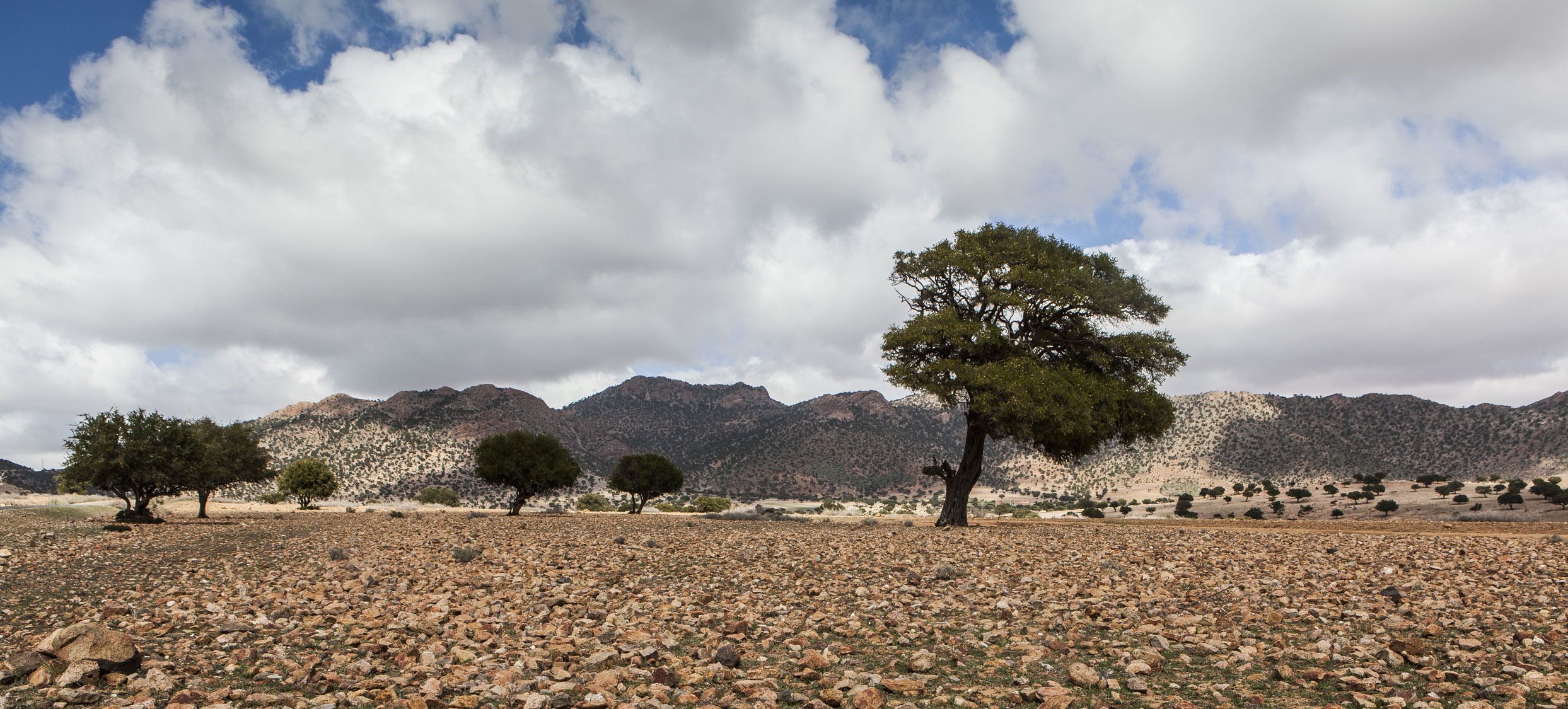 Tifawin Home & Garden