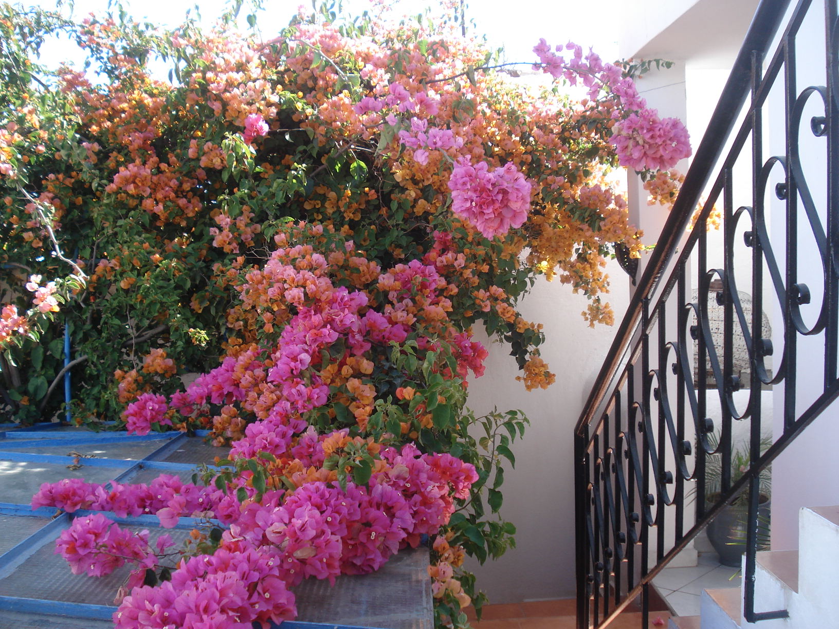 Riad Marlinea