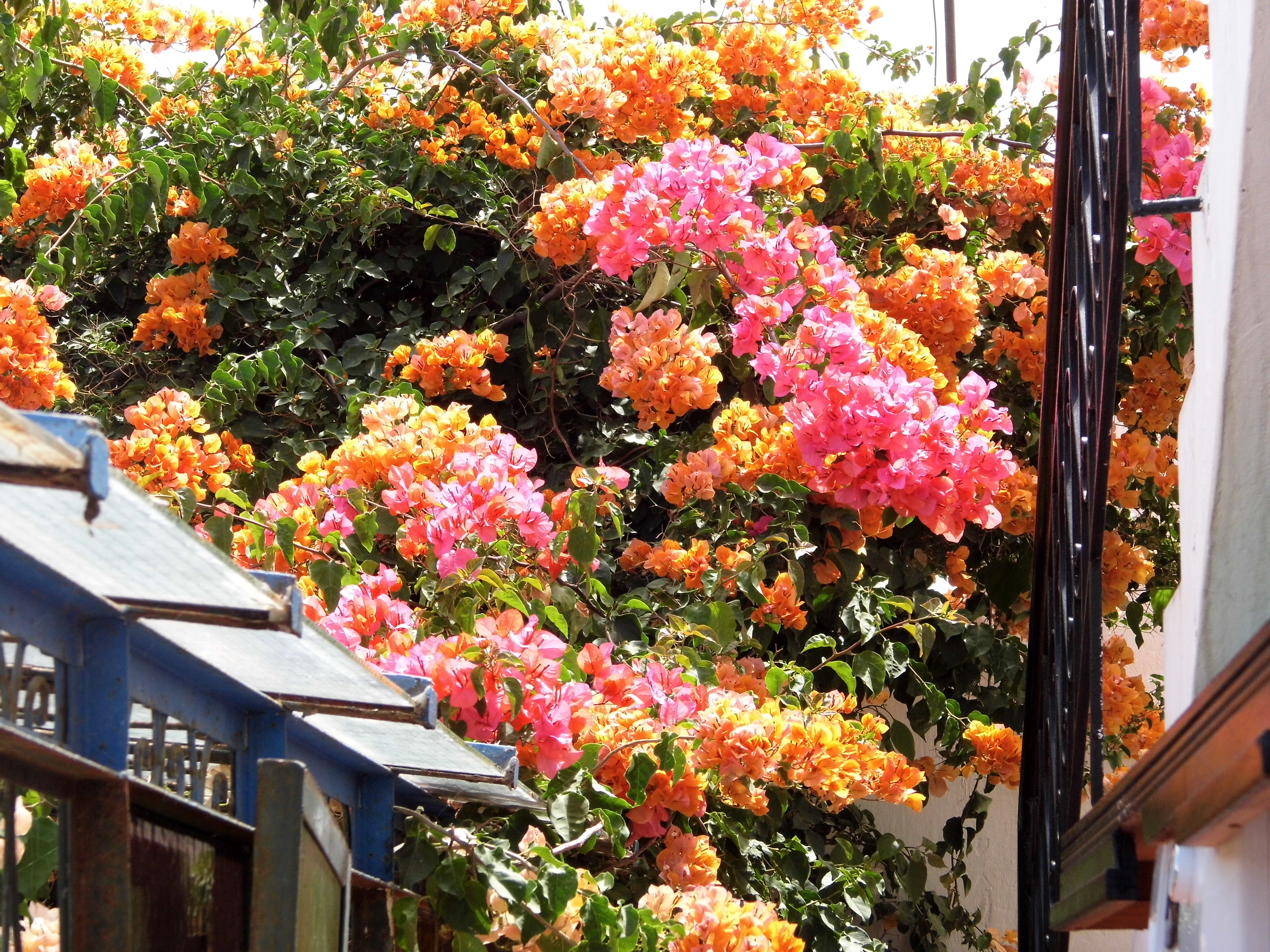 Riad Marlinea