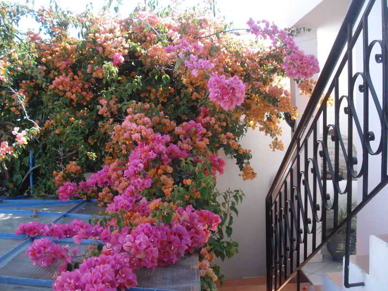 Riad Marlinea
