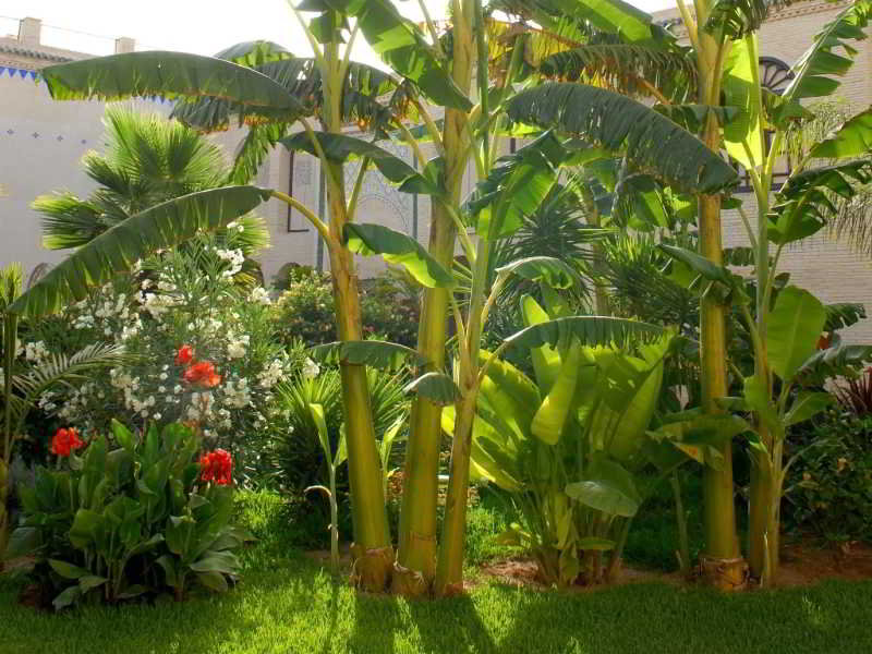 Riad Alkantara