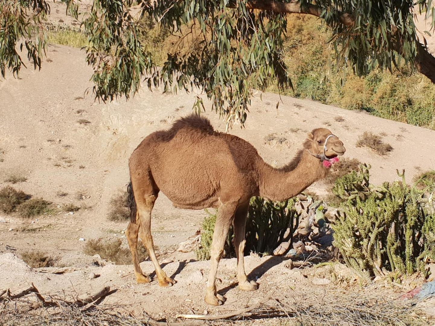 Nkhila Lodge Agafay Desert Private Camp