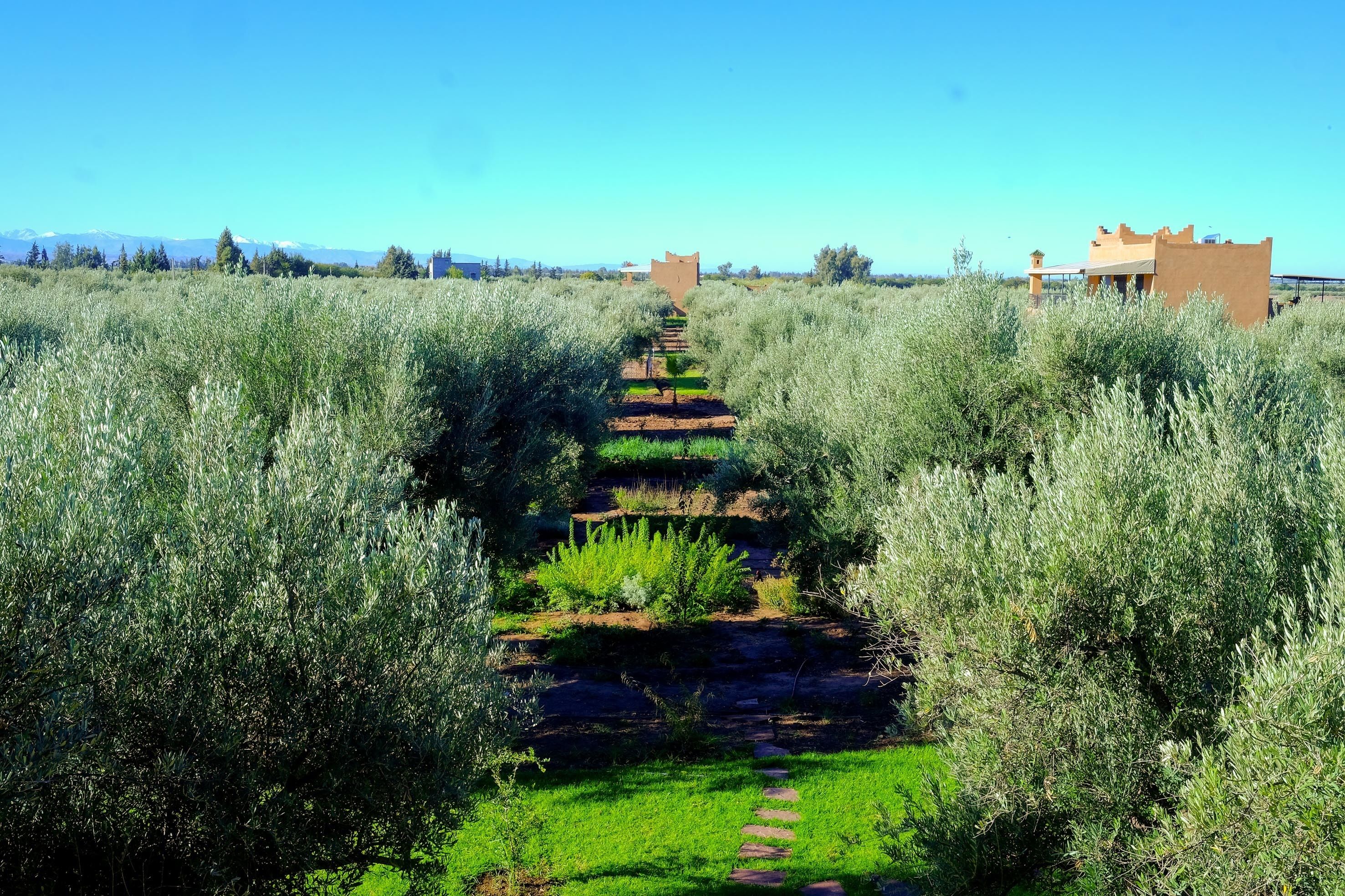 Ferme Sidi Safou