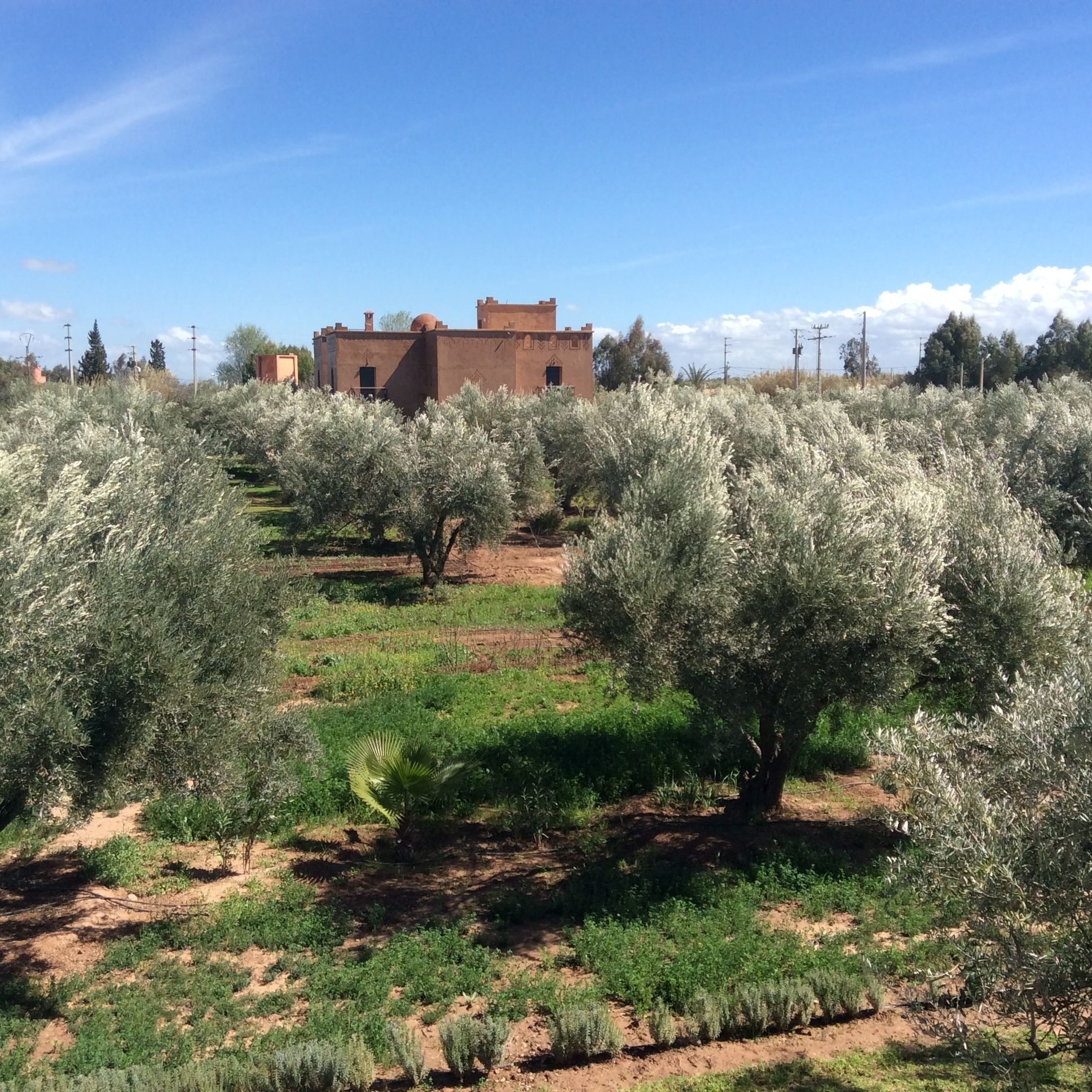 Ferme Sidi Safou