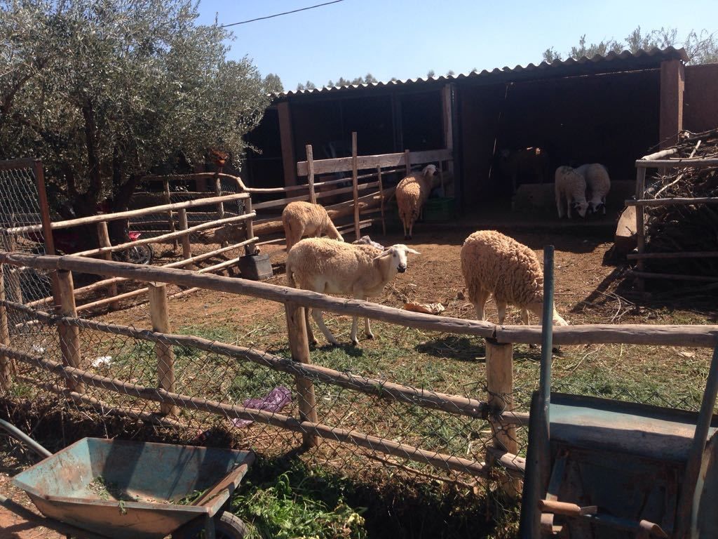 Ferme Sidi Safou
