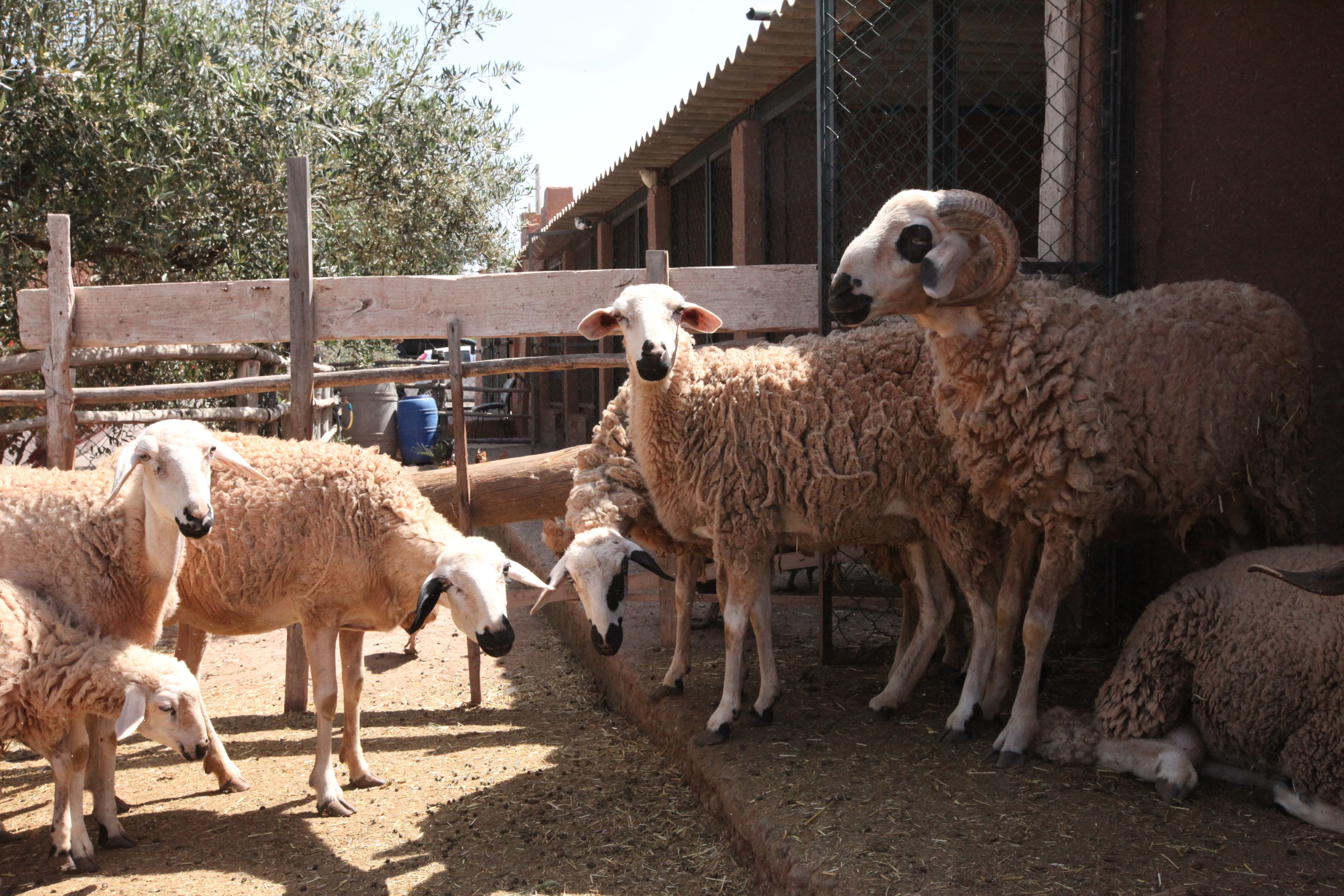 Ferme Sidi Safou