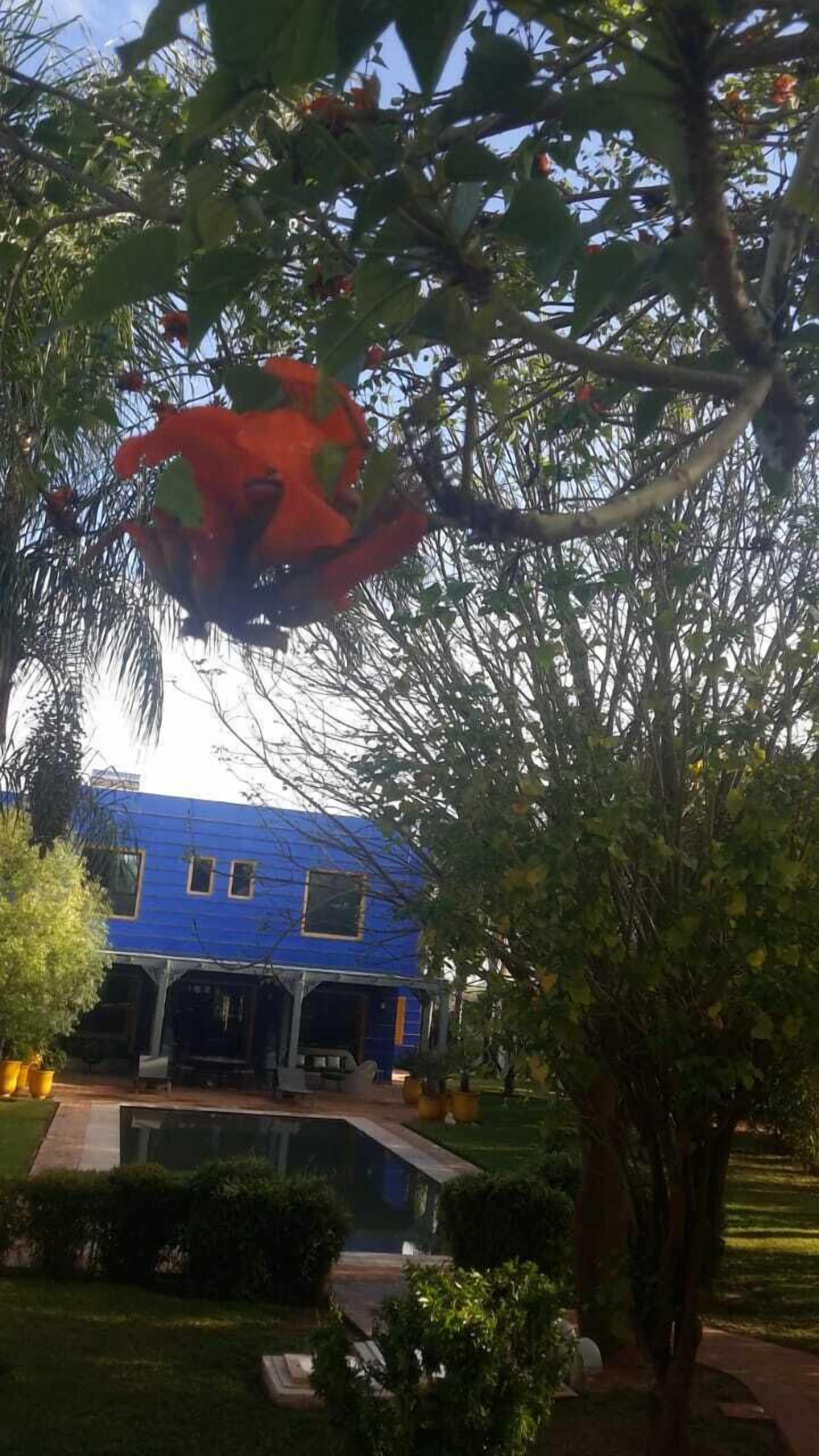 Heliconia Park
