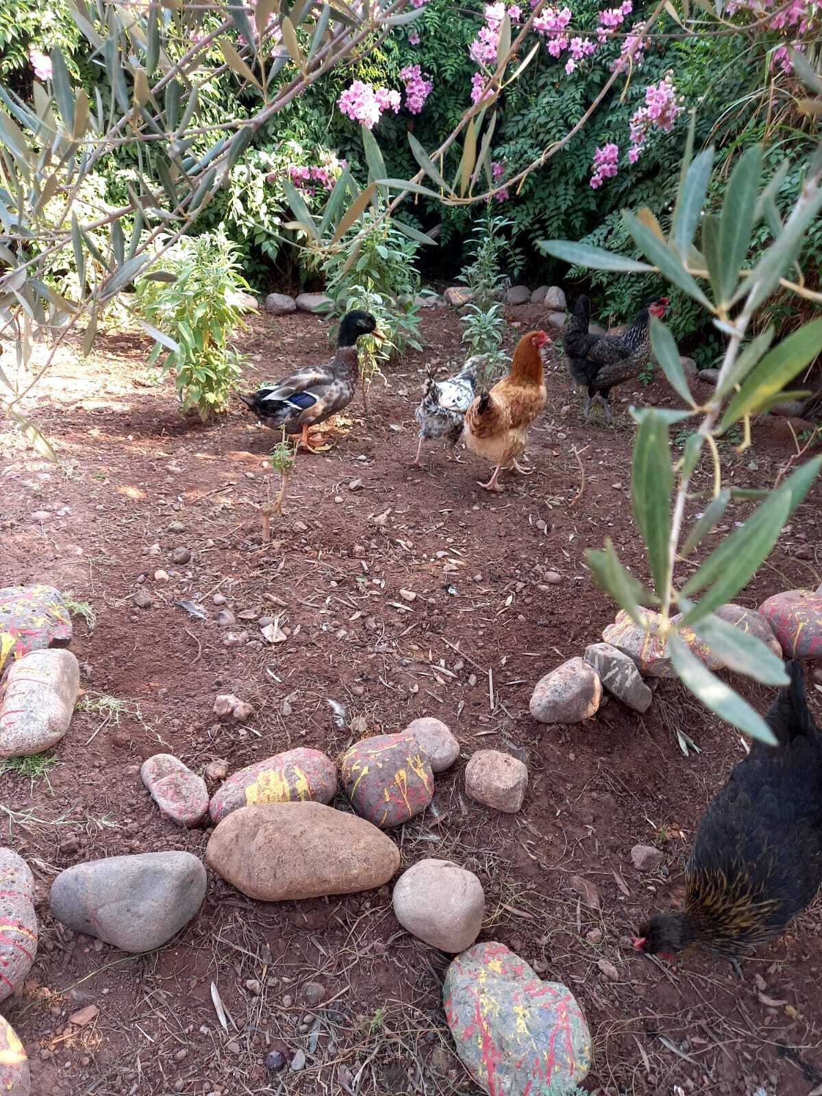 La Ferme El Dar