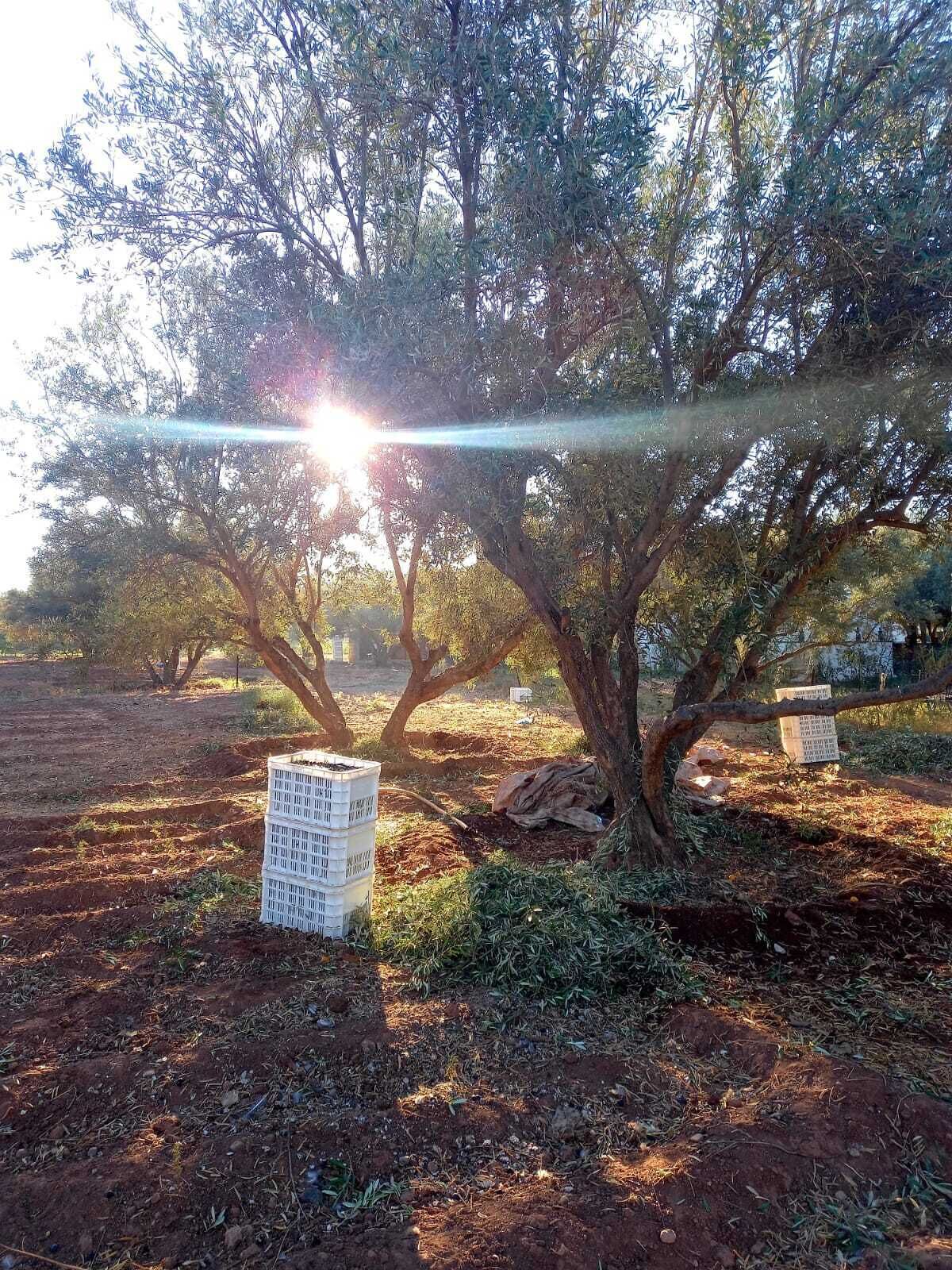La Ferme El Dar