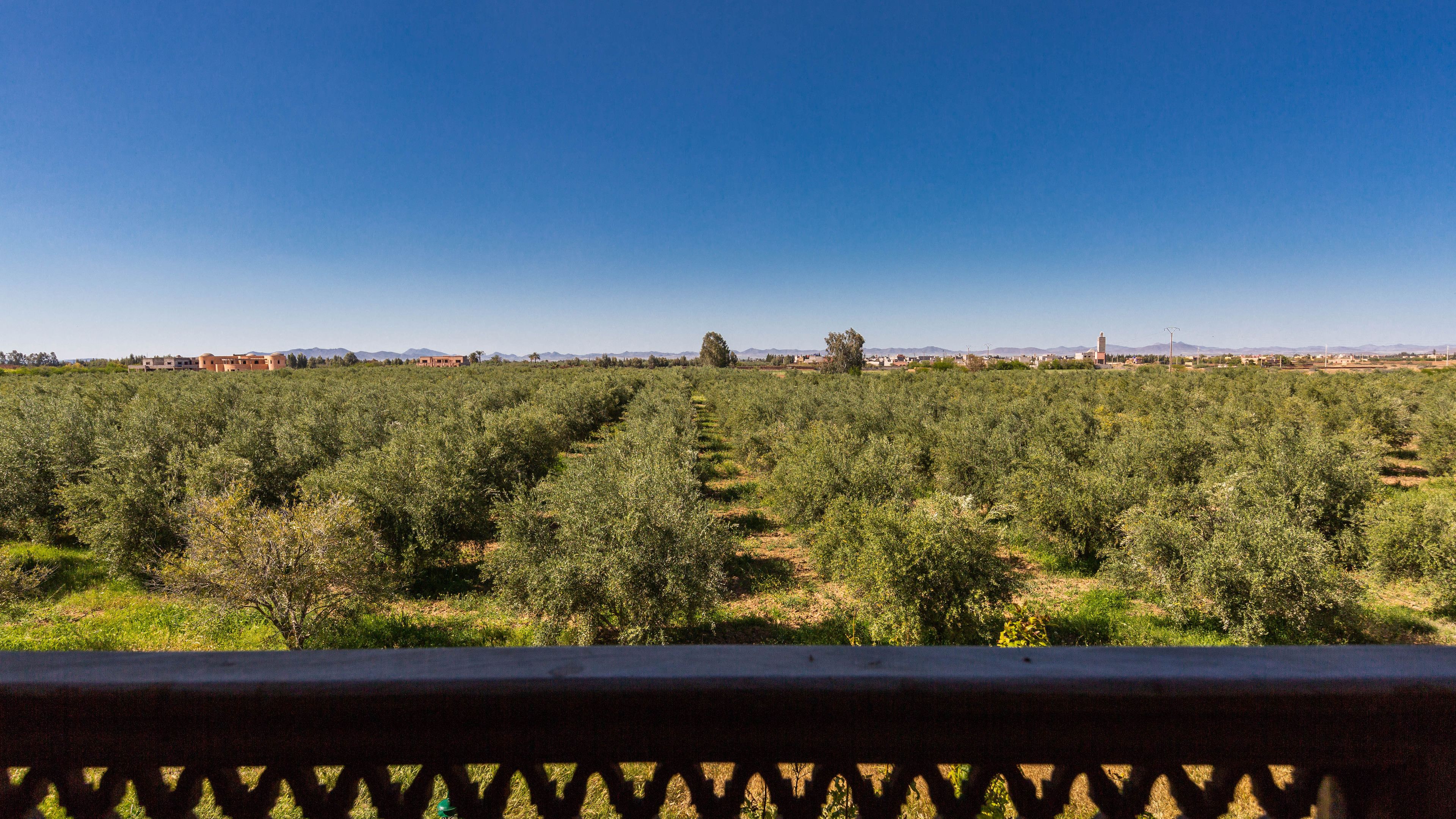 L´Oliveraie de L´Atlas