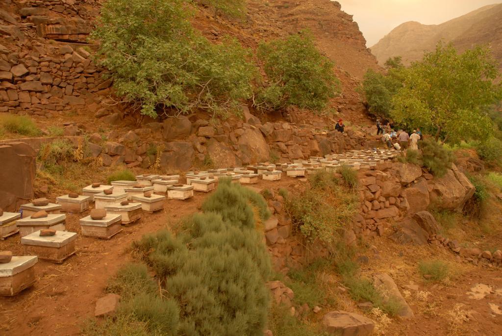 Riad Lorsya