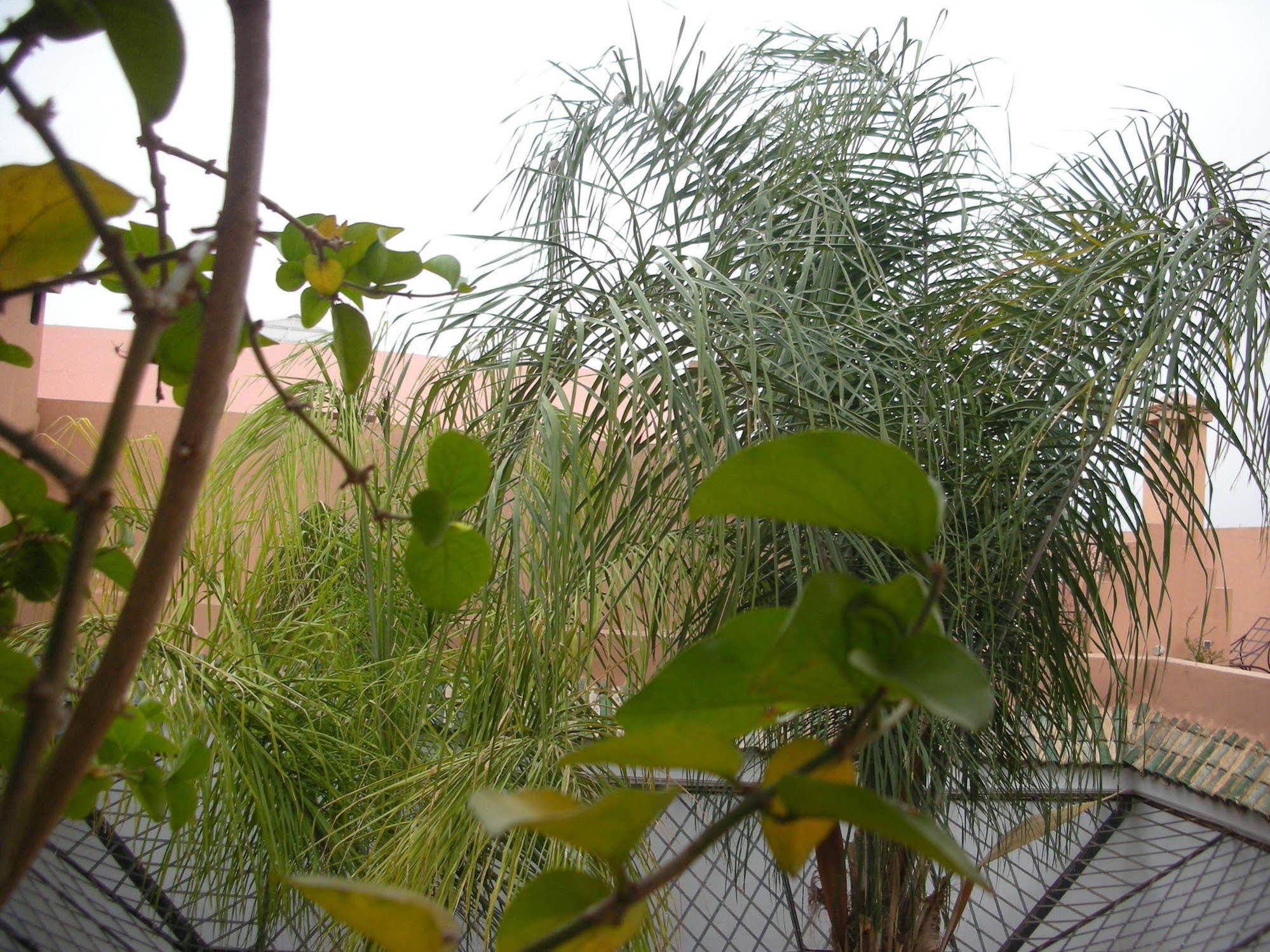 Riad Osefina
