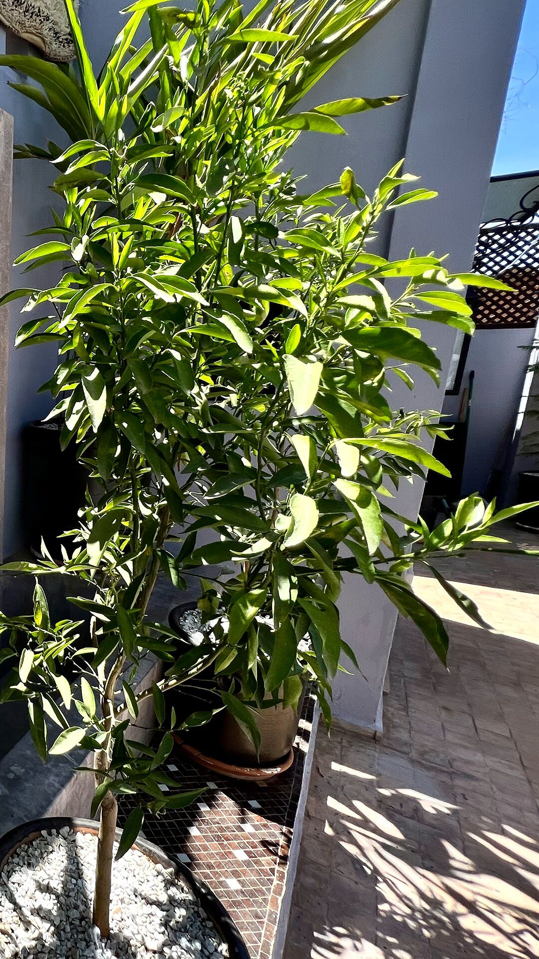 Riad Pourpre Médina