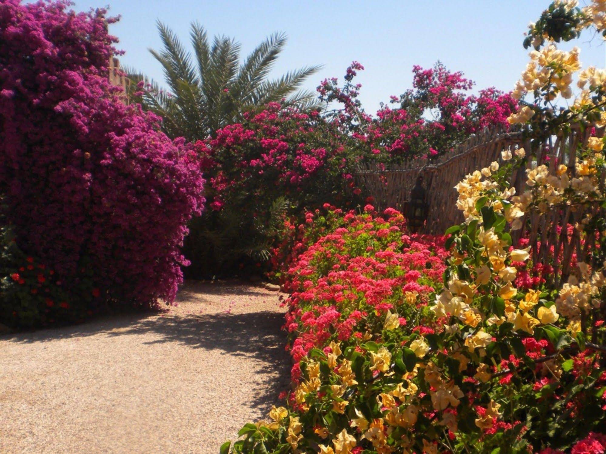 Riad Souiguia