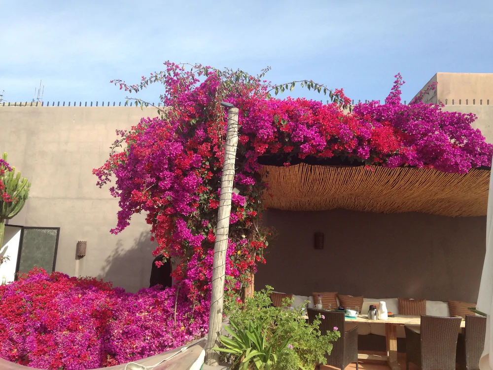 Riad Timila