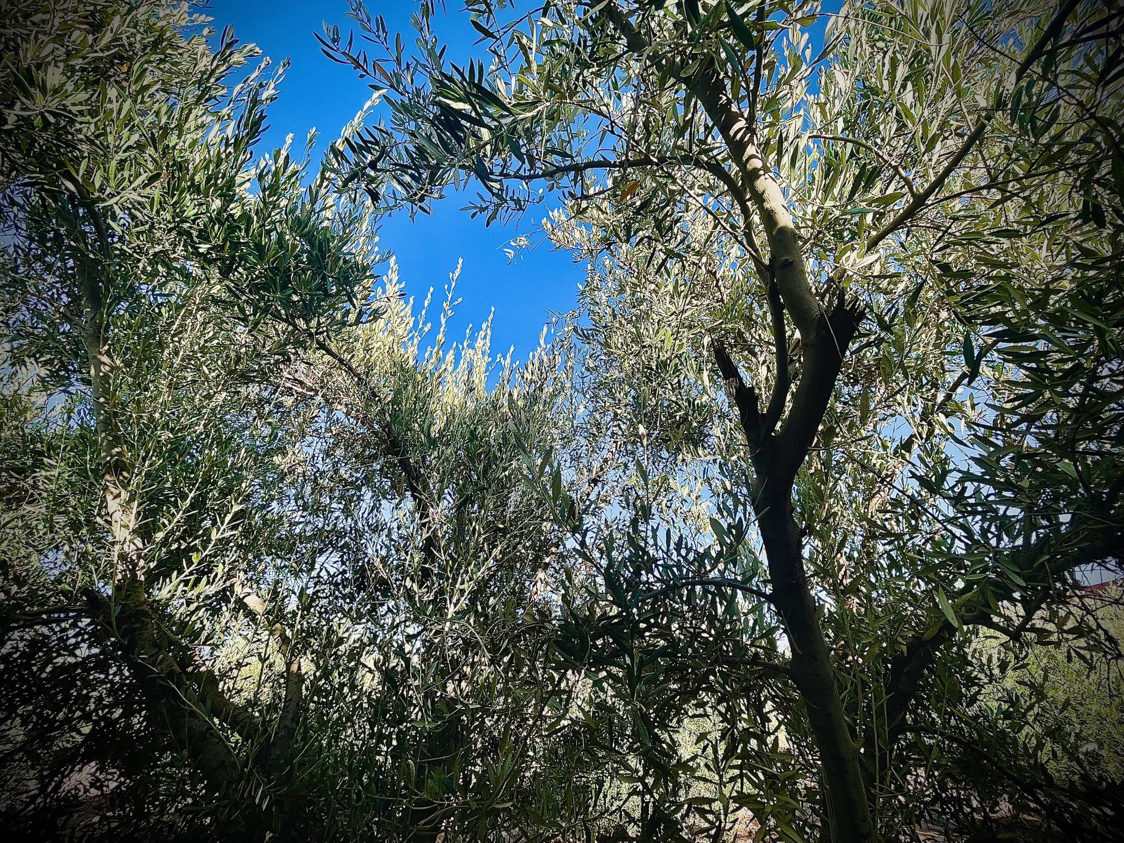 The Olives Sanctuary