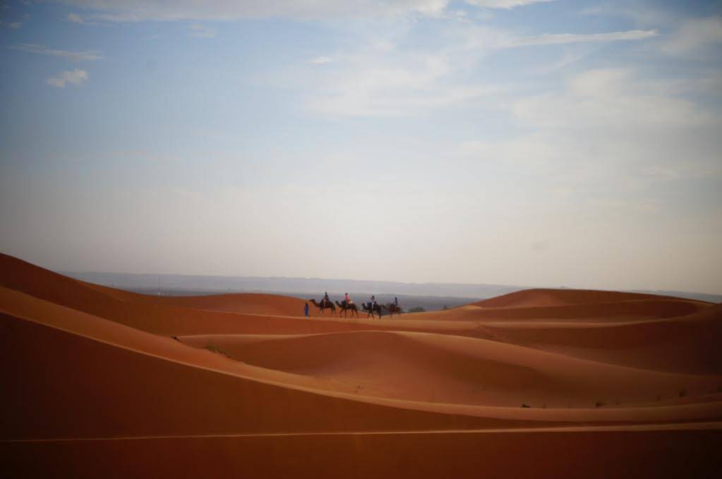 Camels House