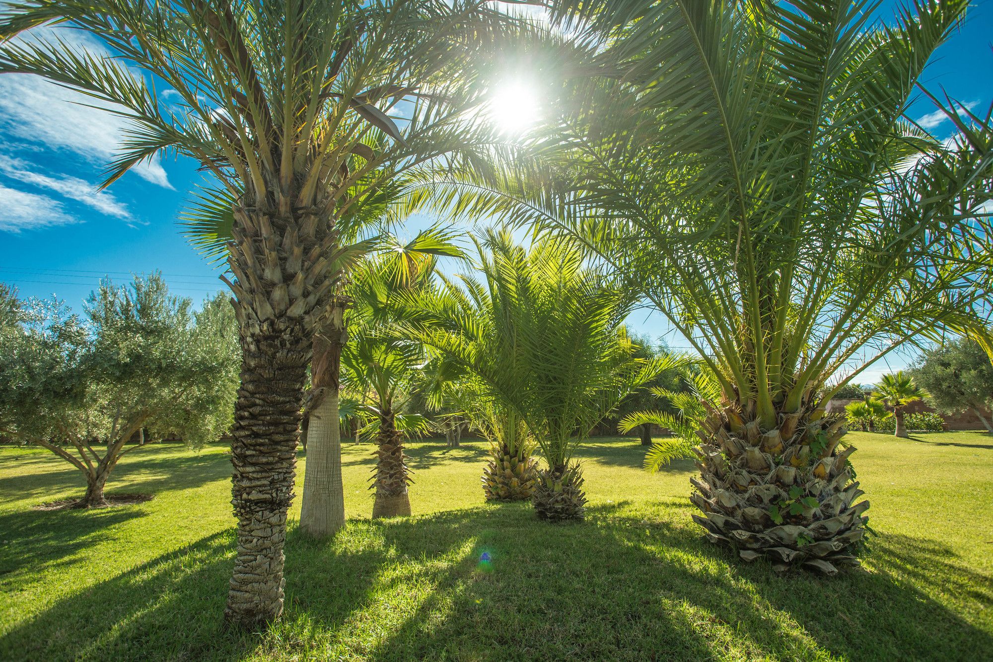 Villa Les Oliviers