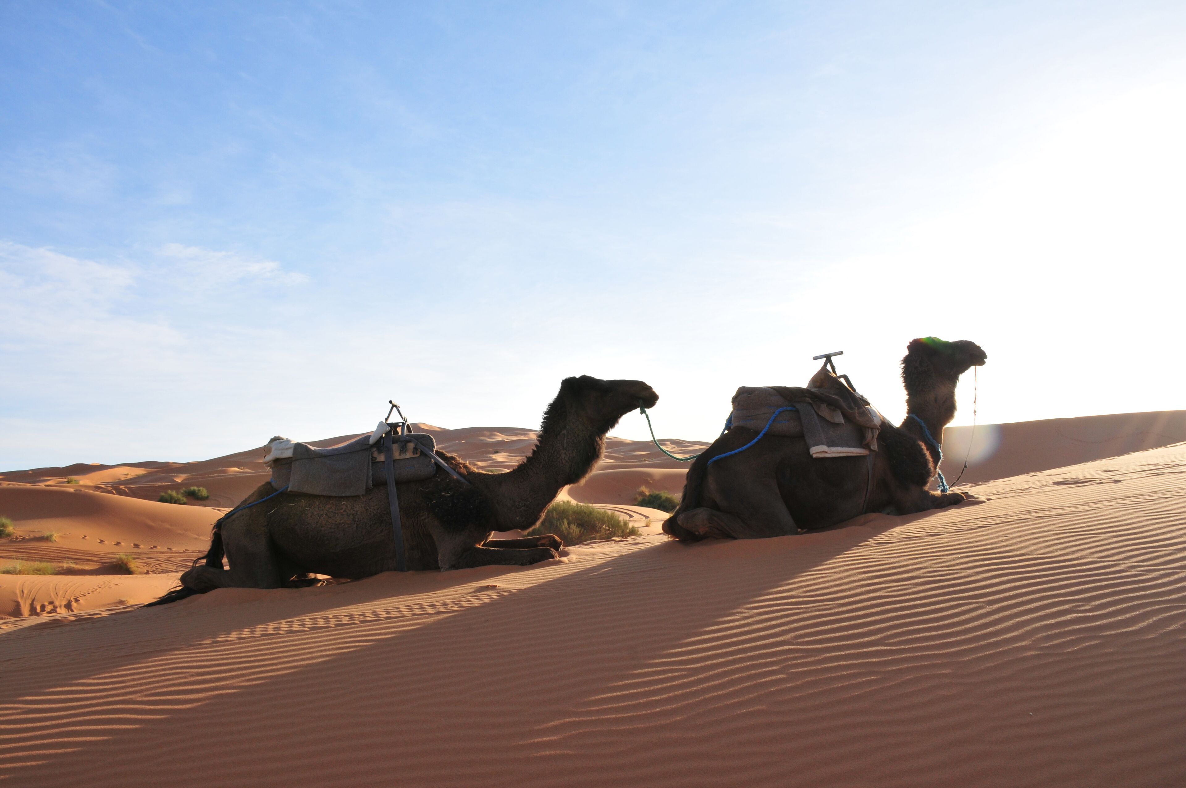 Sahara Luxury Camps