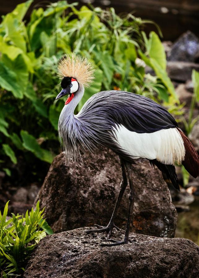 One&Only Le Saint Géran