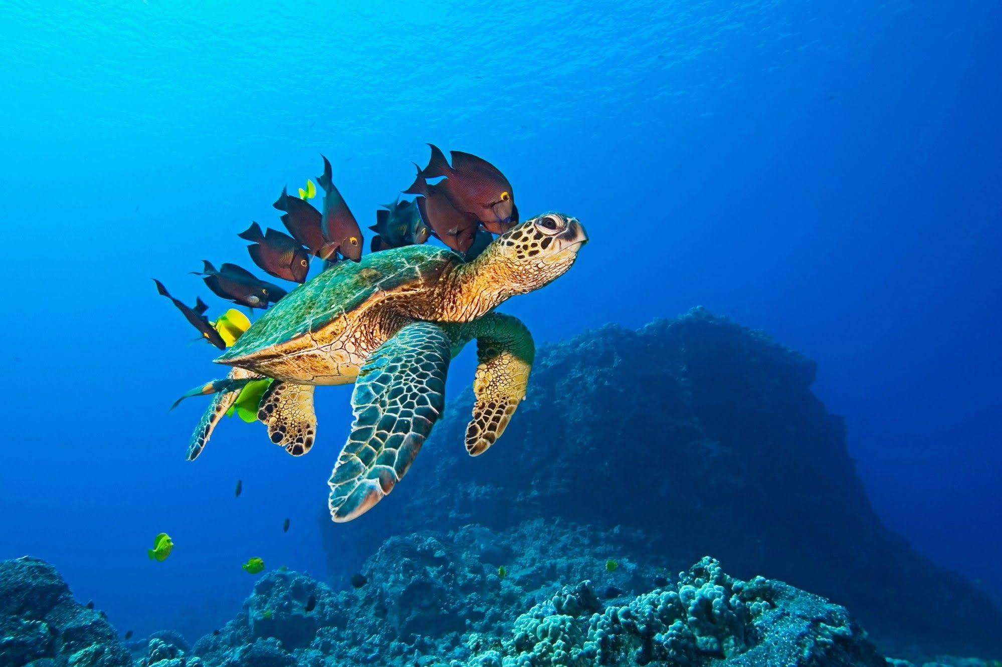 Equa Reef Maldives