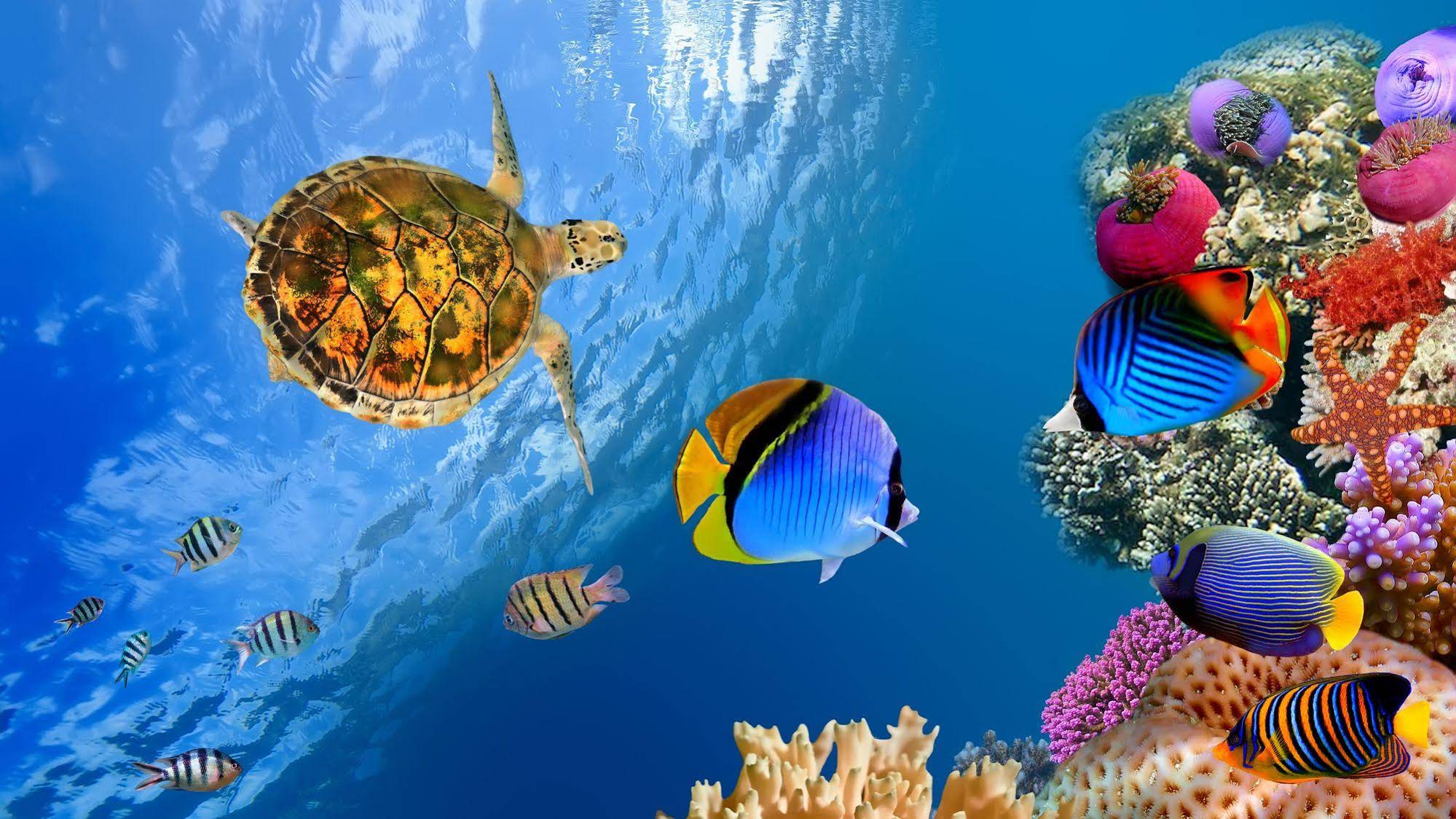 Equa Reef Maldives