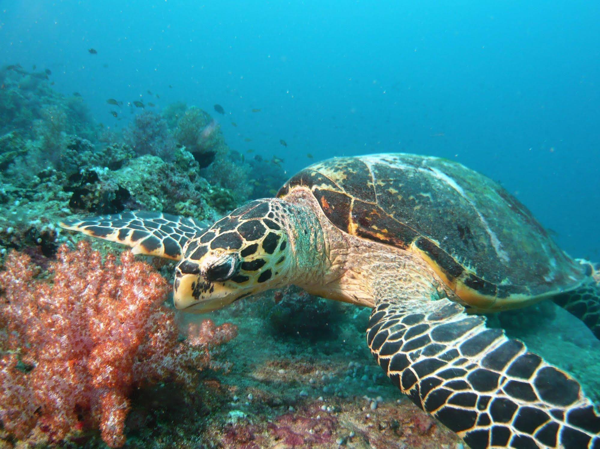 Equa Reef Maldives