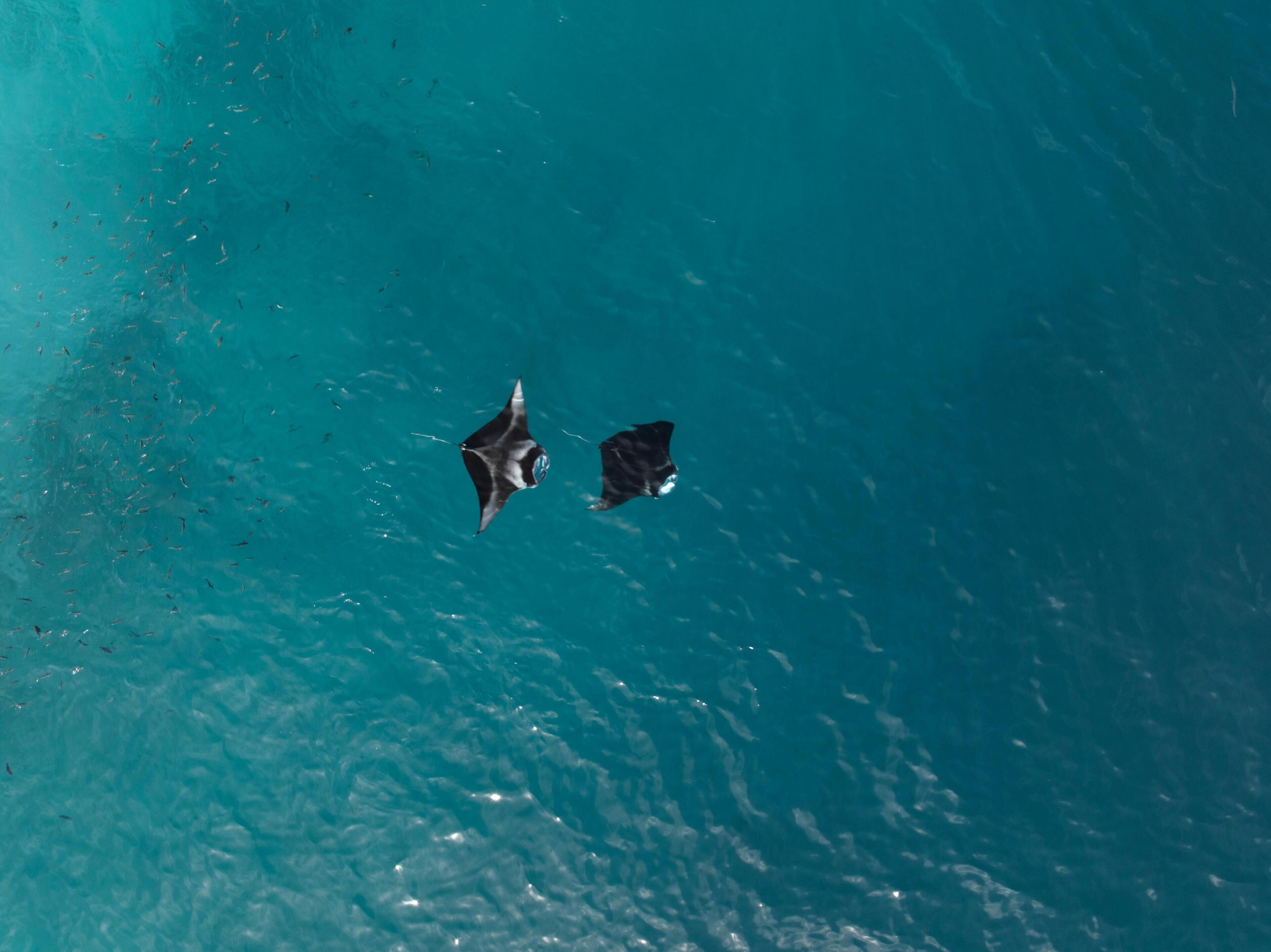 Nest by Hawks Hotels Kamadhoo Baa Atoll