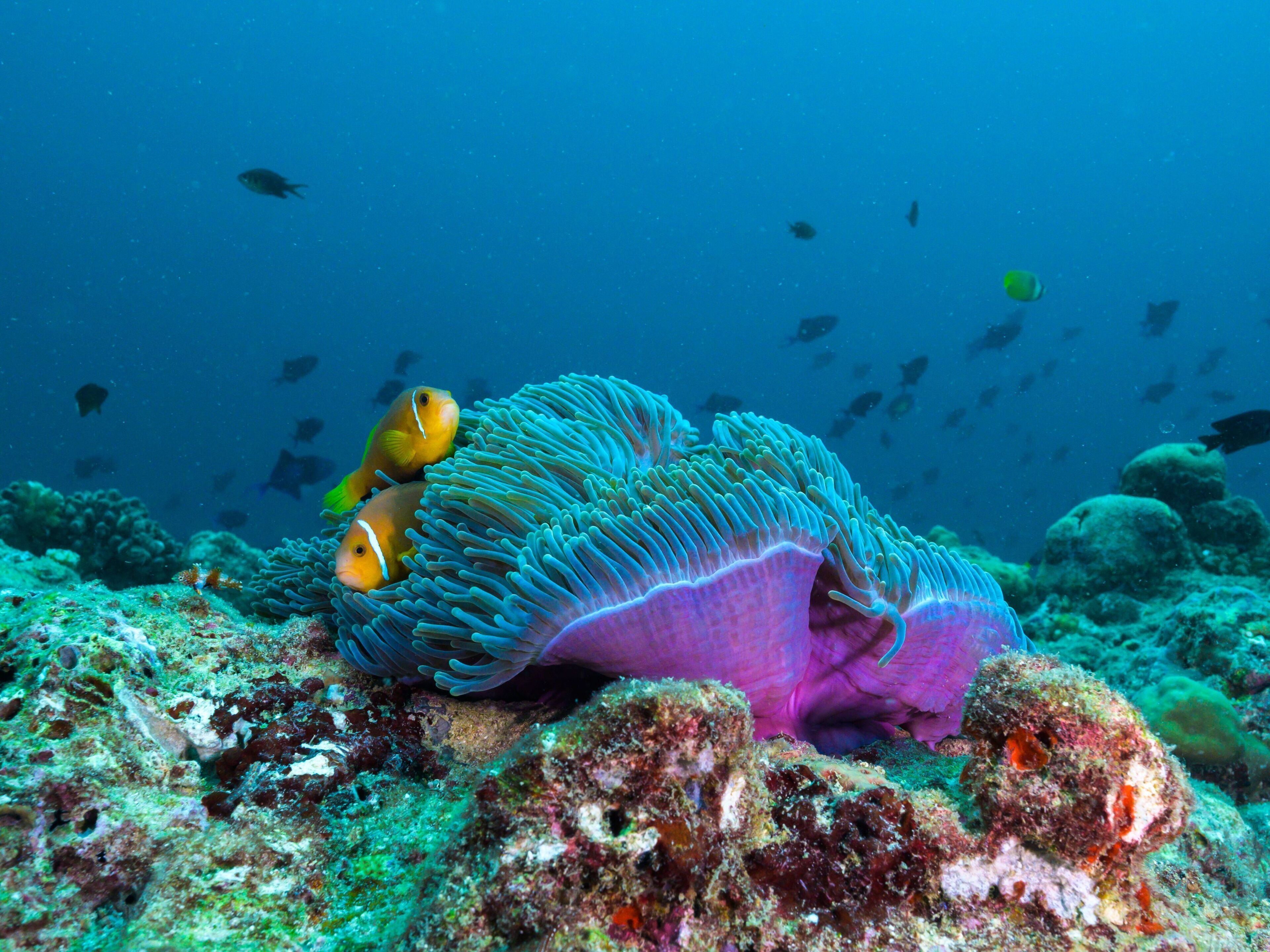 The Nautilus Maldives