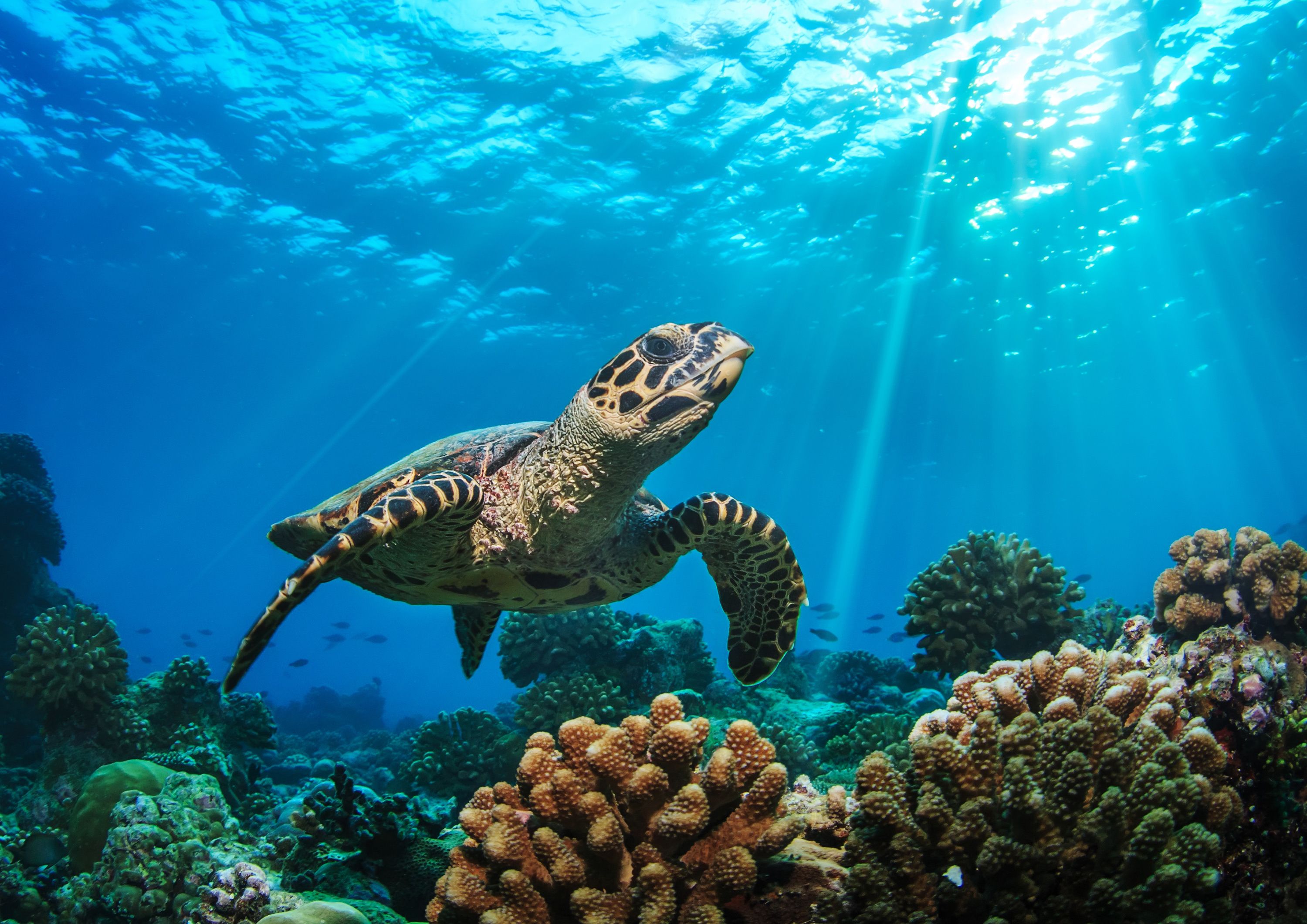 Baglioni Maldives Luxury All-inclusive