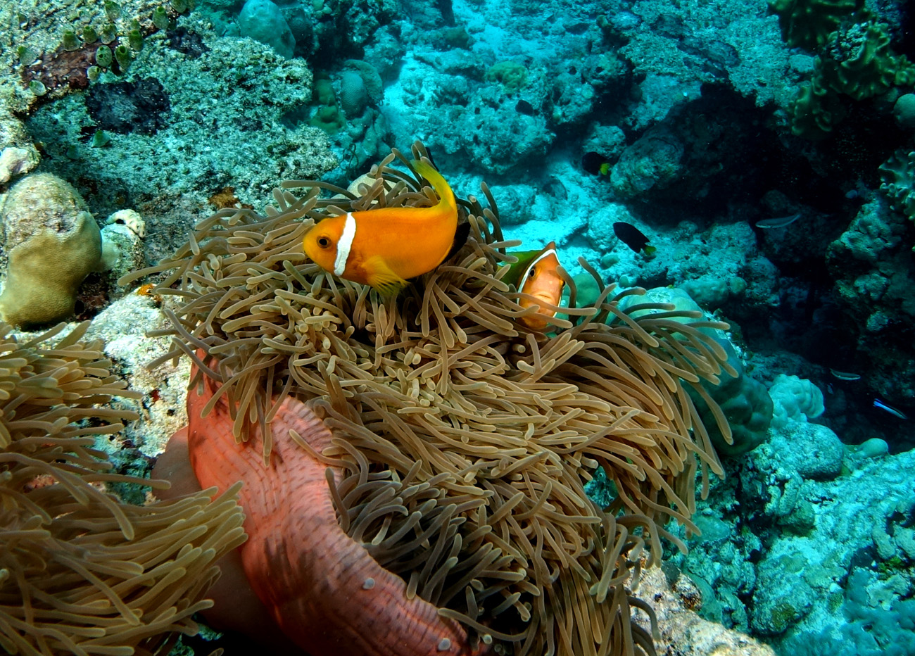 Plumeria Maldives