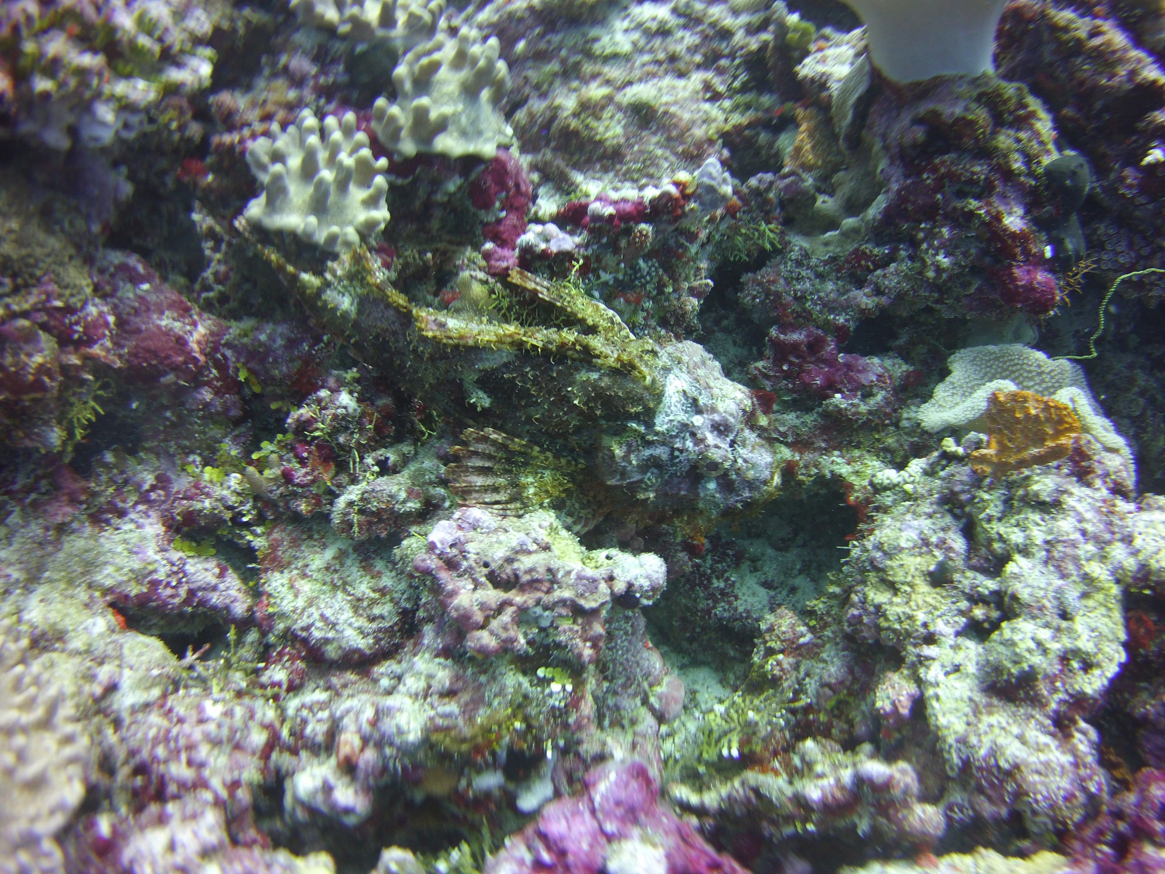 Marina Bay Villa Himandhoo
