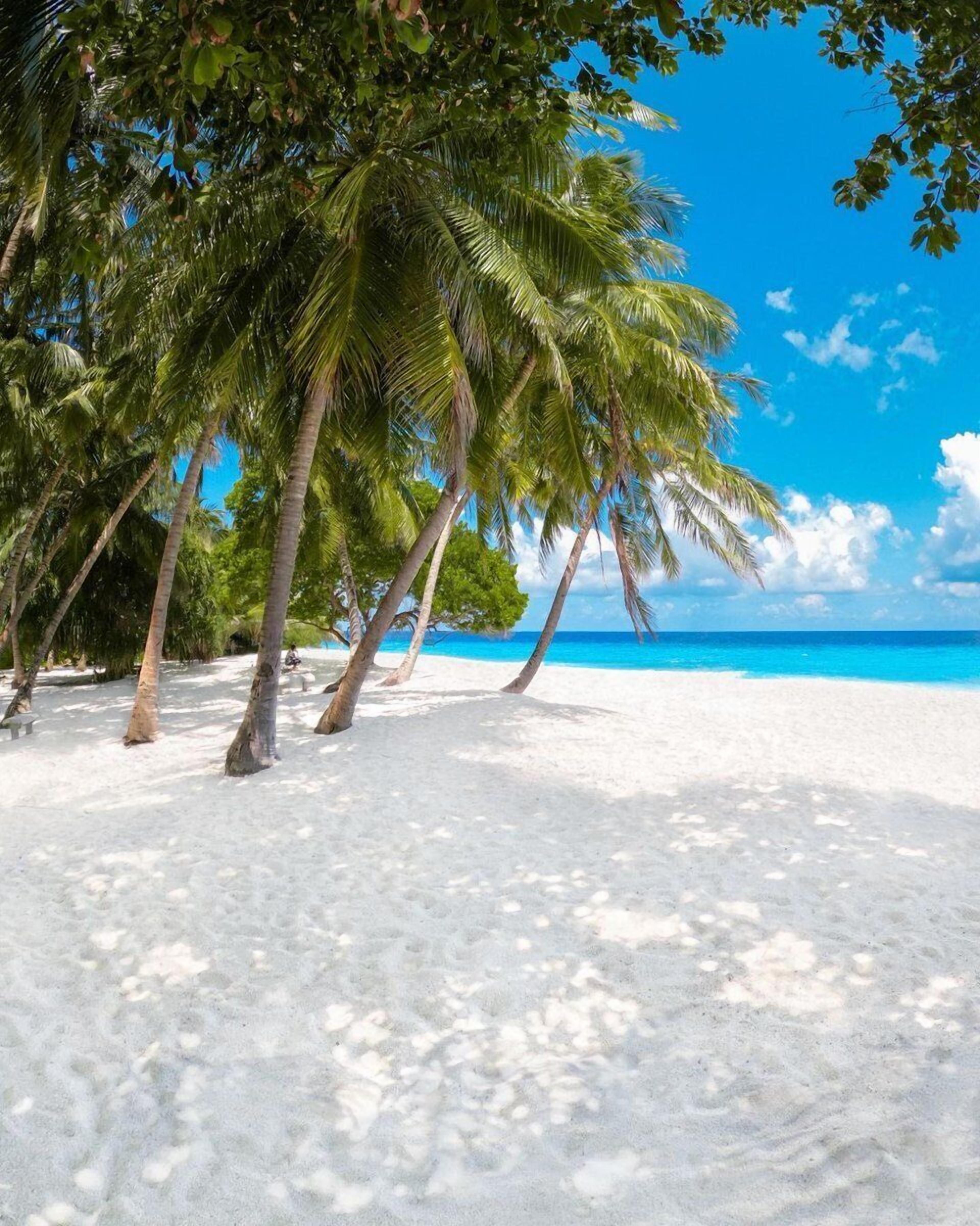 Island Guest