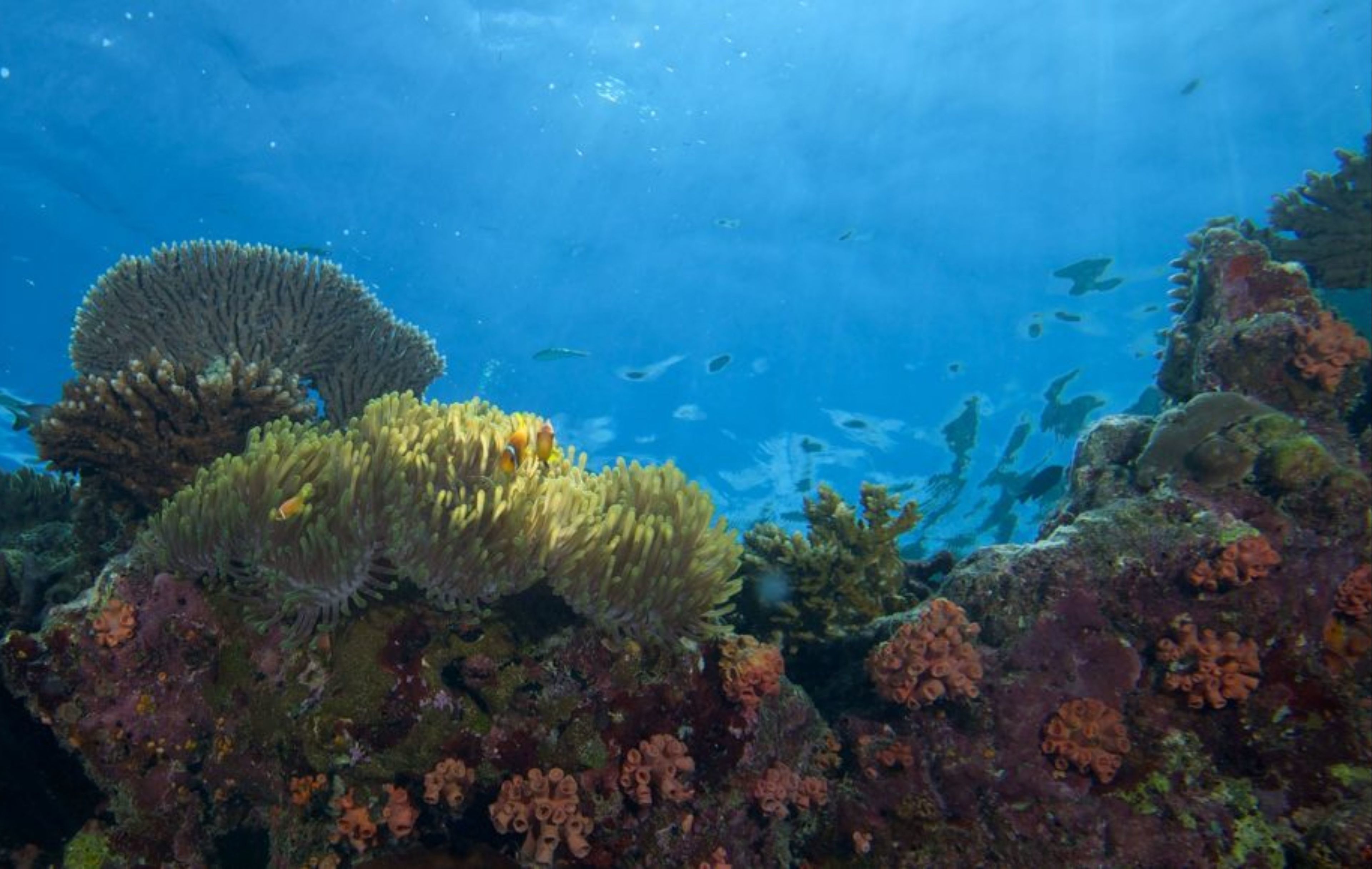 Hurawalhi Island Resort