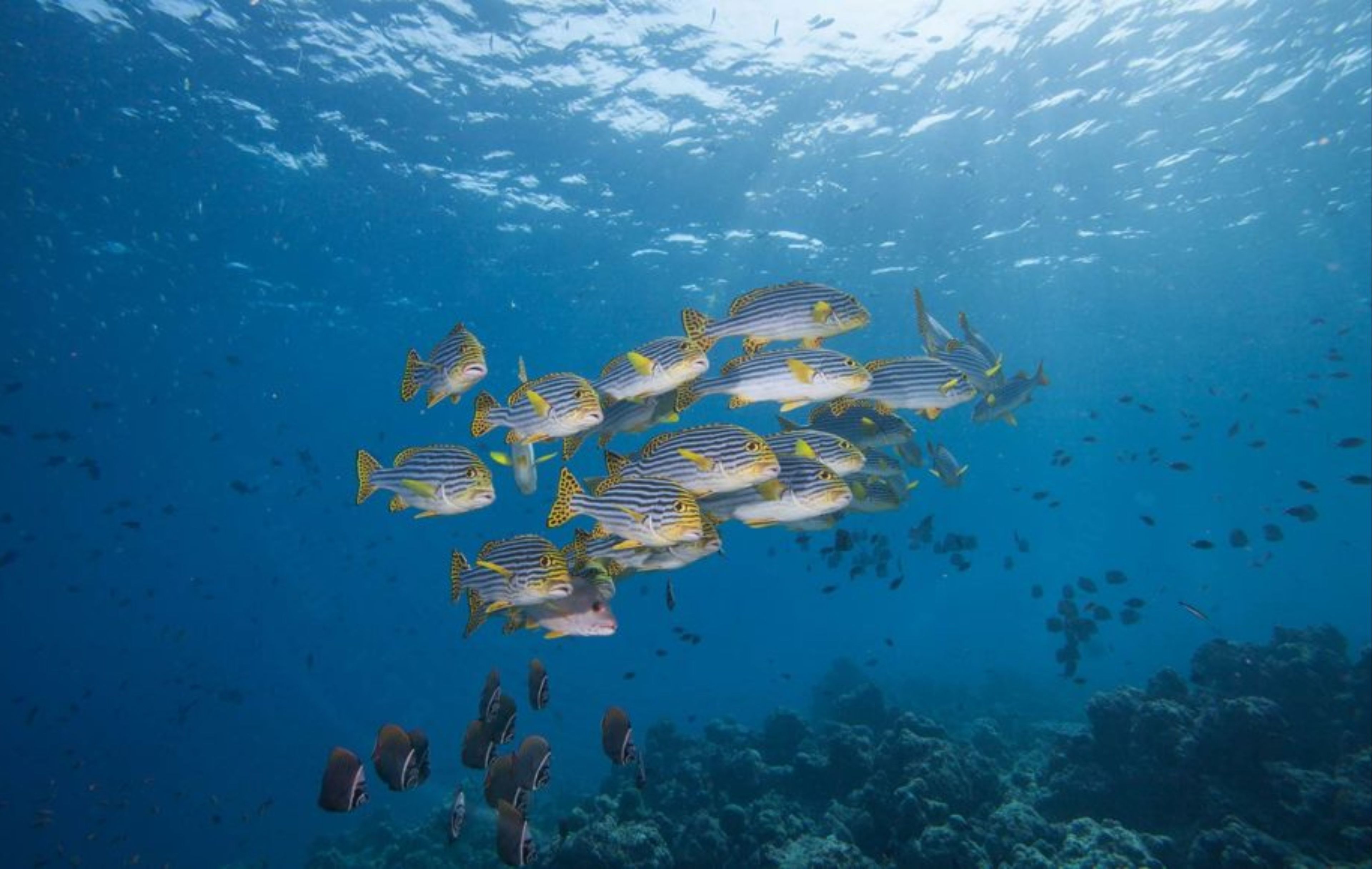 Hurawalhi Island Resort