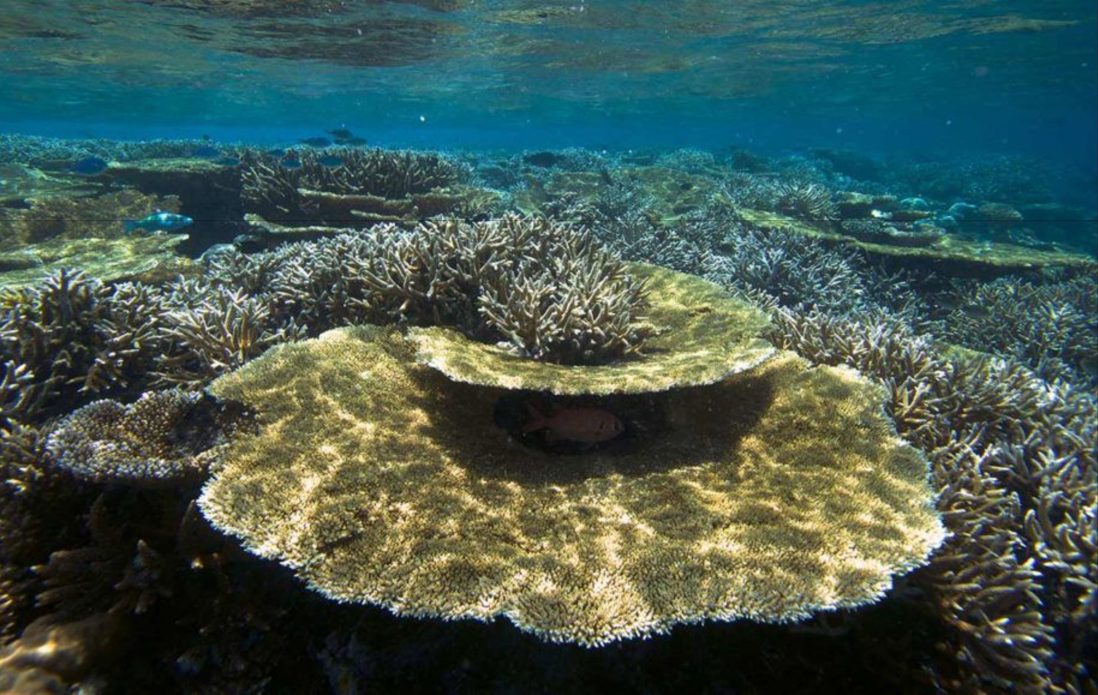 Hurawalhi Island Resort