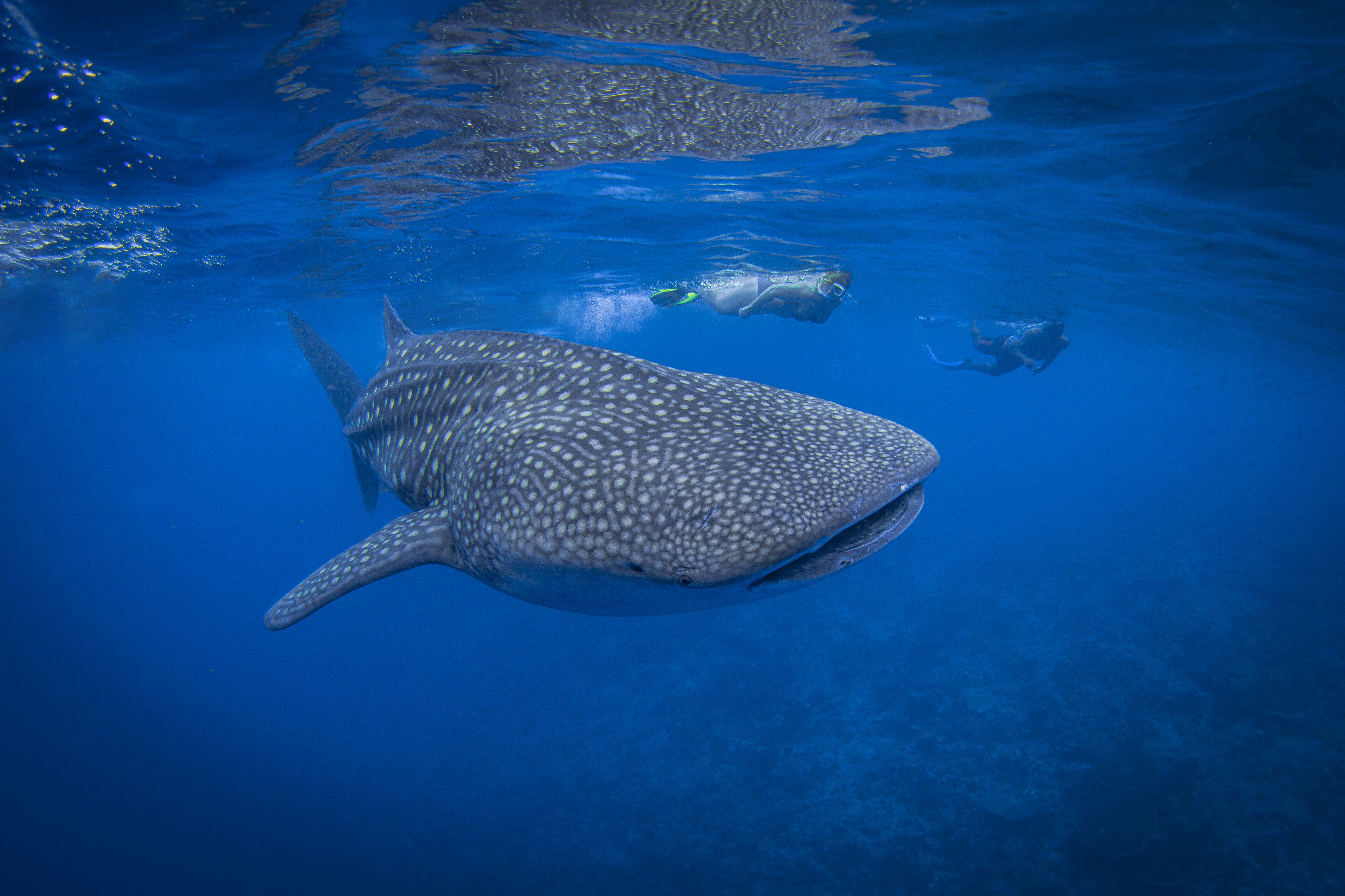 Kuredhivaru Resort and Spa Maldives