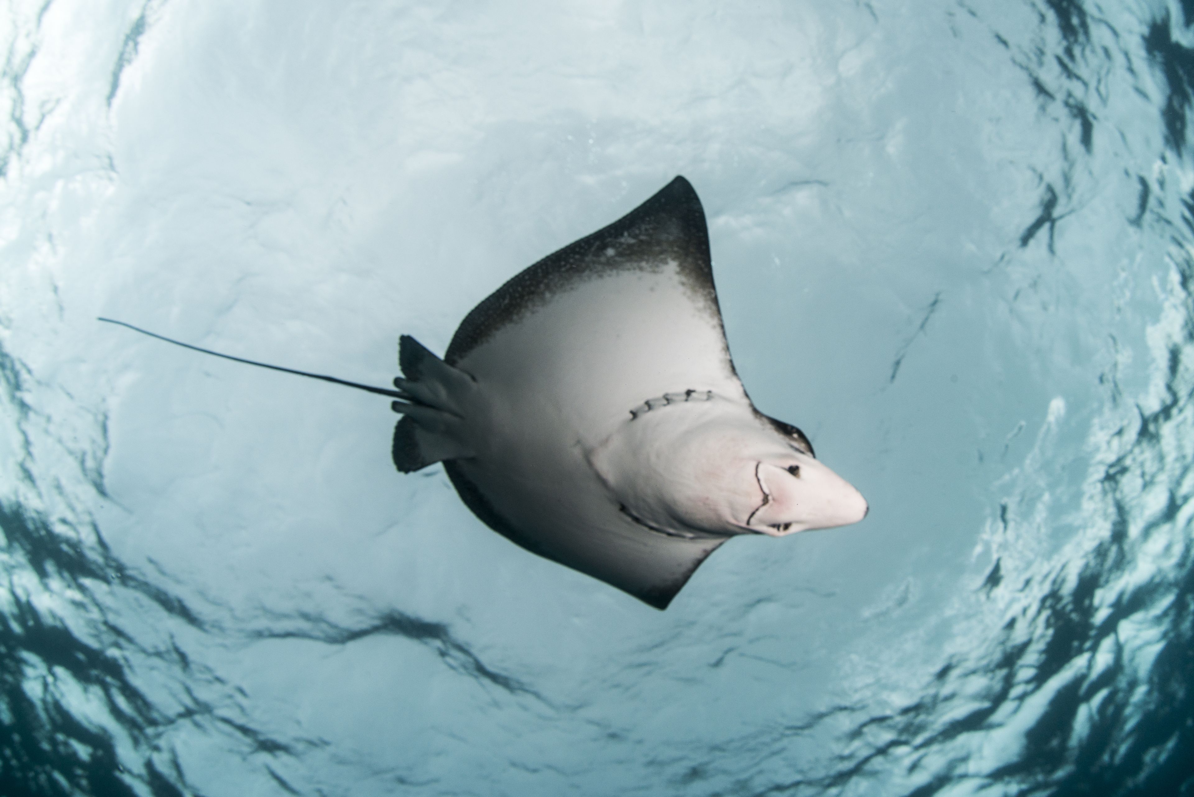 Sandies Bathala Maldives