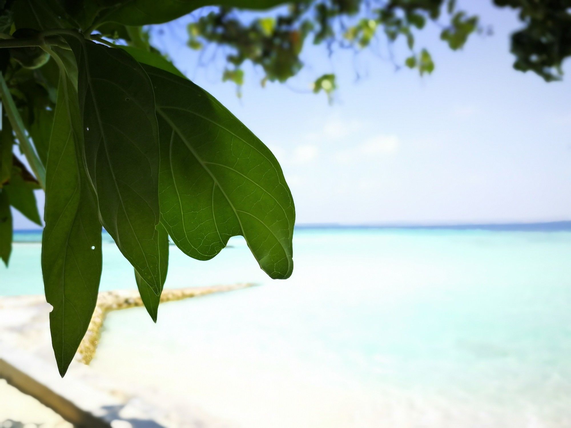 Gangehi Island Resort