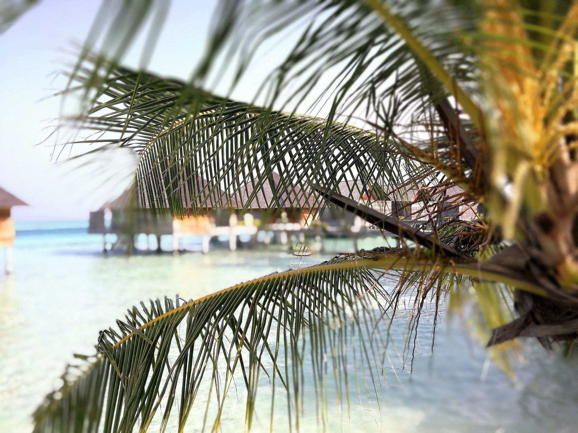 Gangehi Island Resort