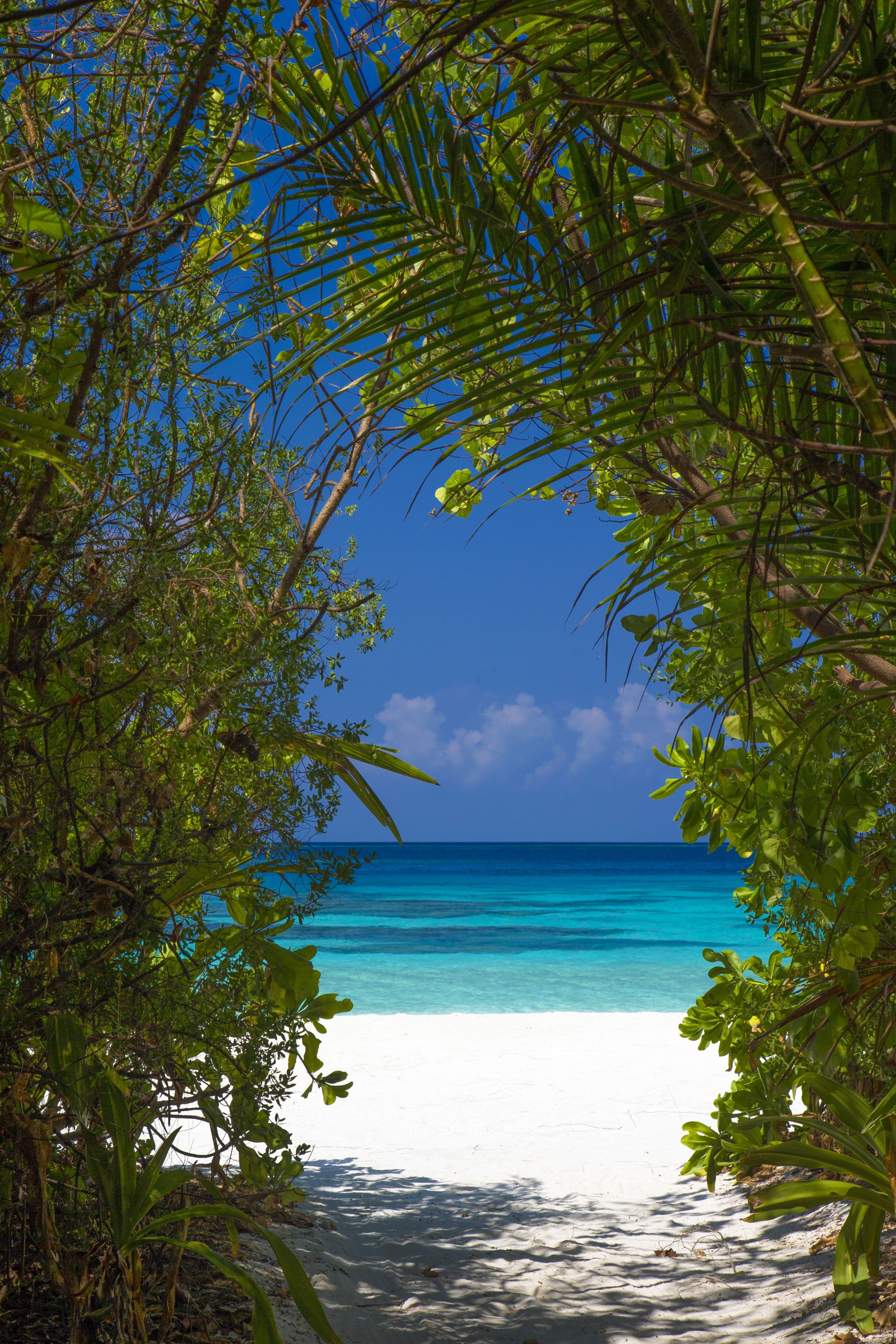 Coco Bodu Hithi