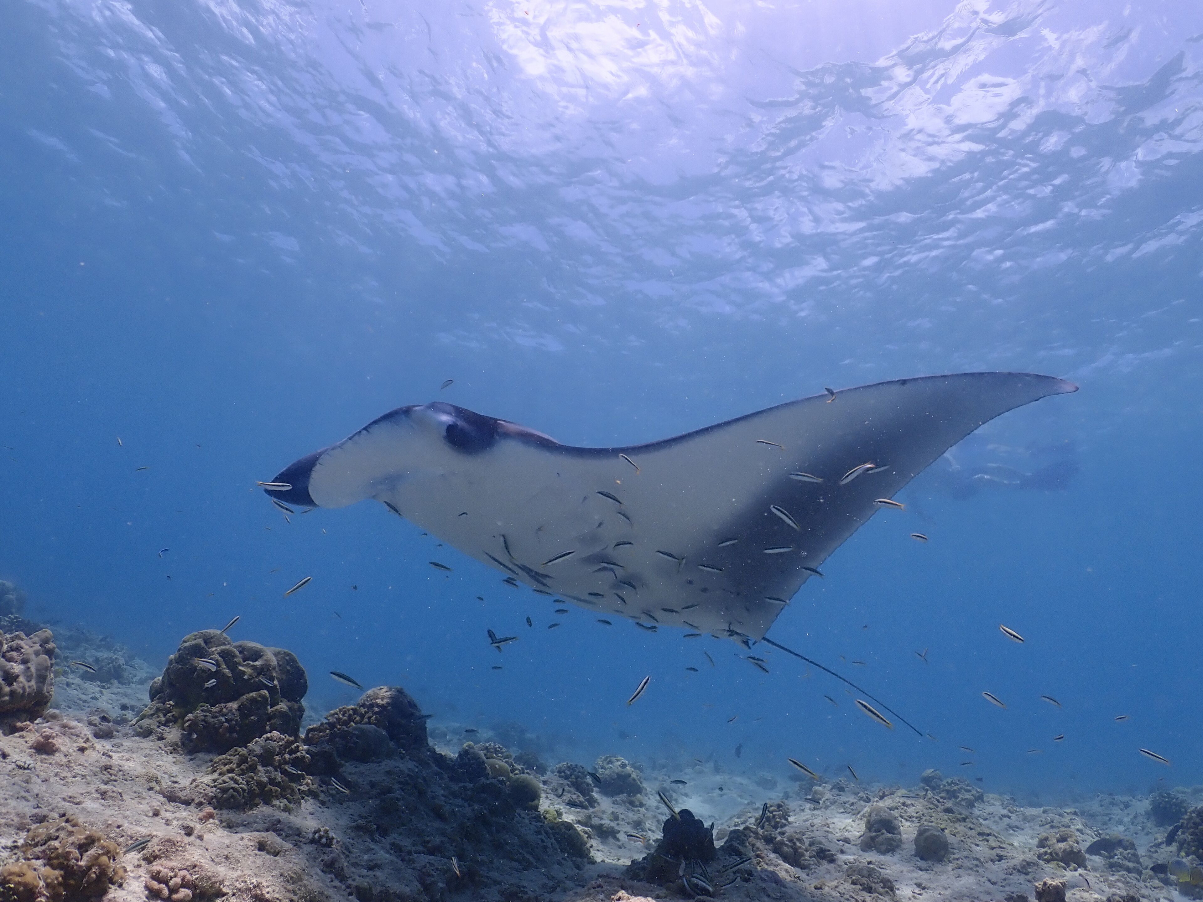 Kagi Maldives Resort & Spa