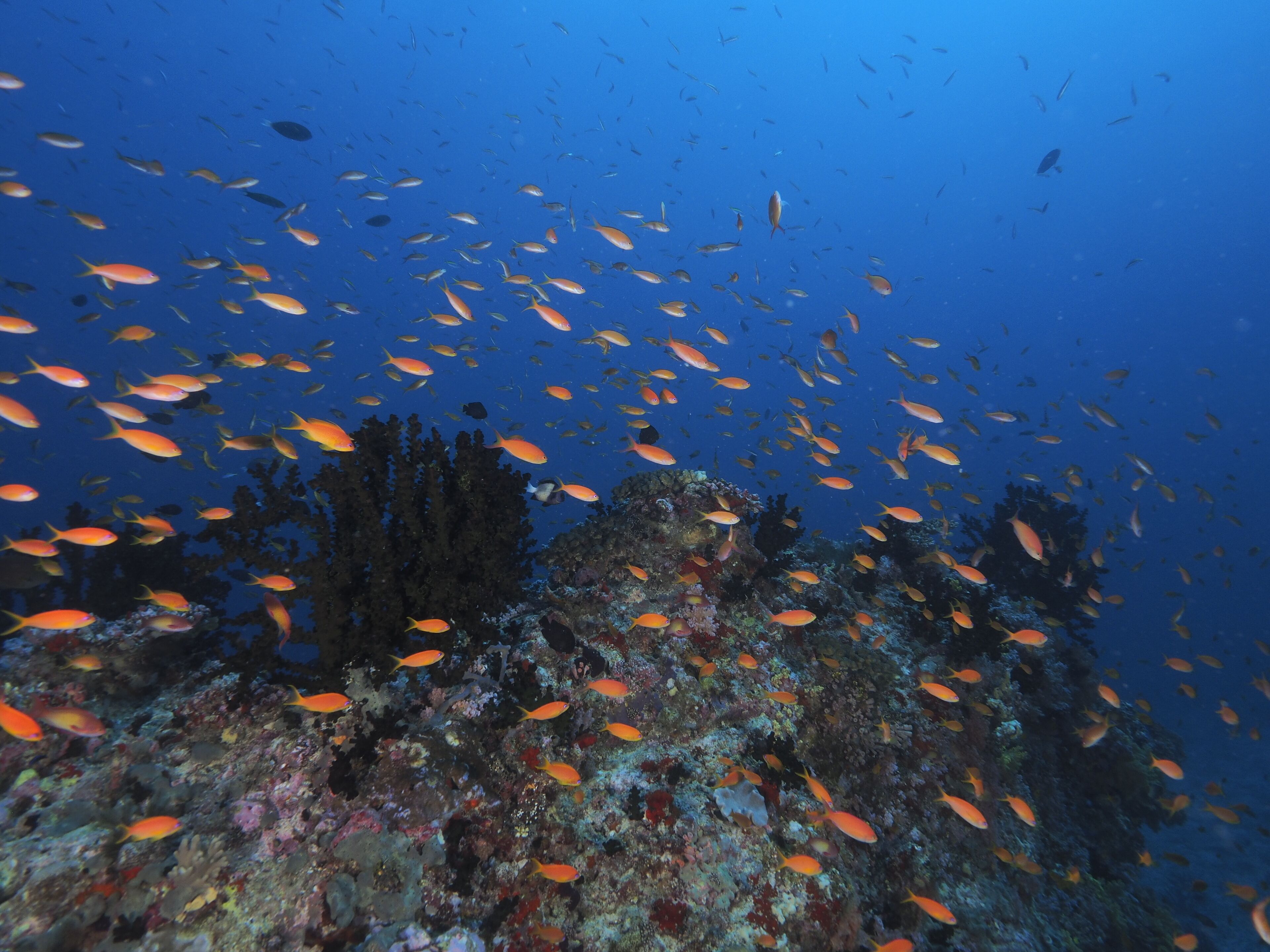 Kagi Maldives Resort & Spa