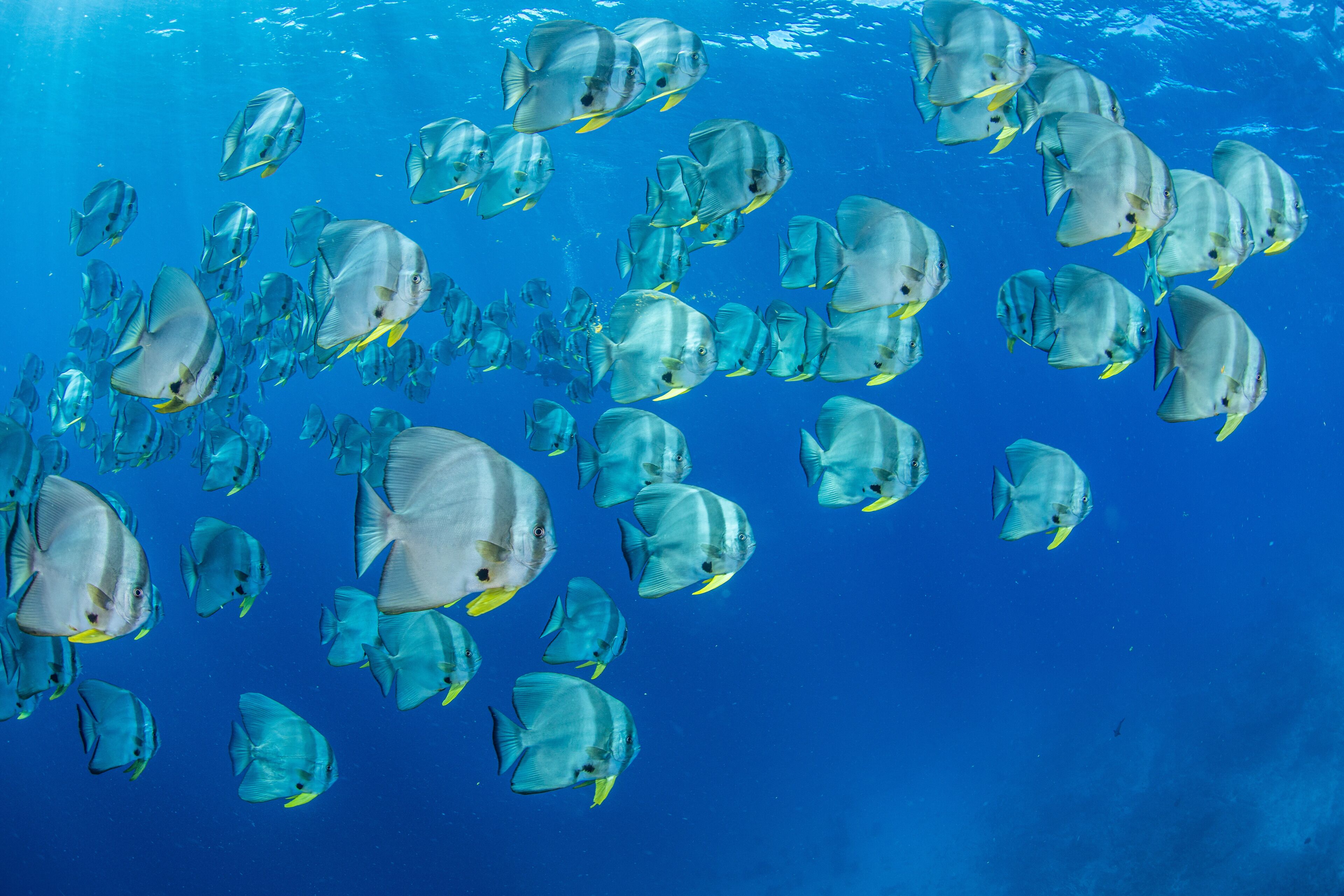 Kagi Maldives Resort & Spa