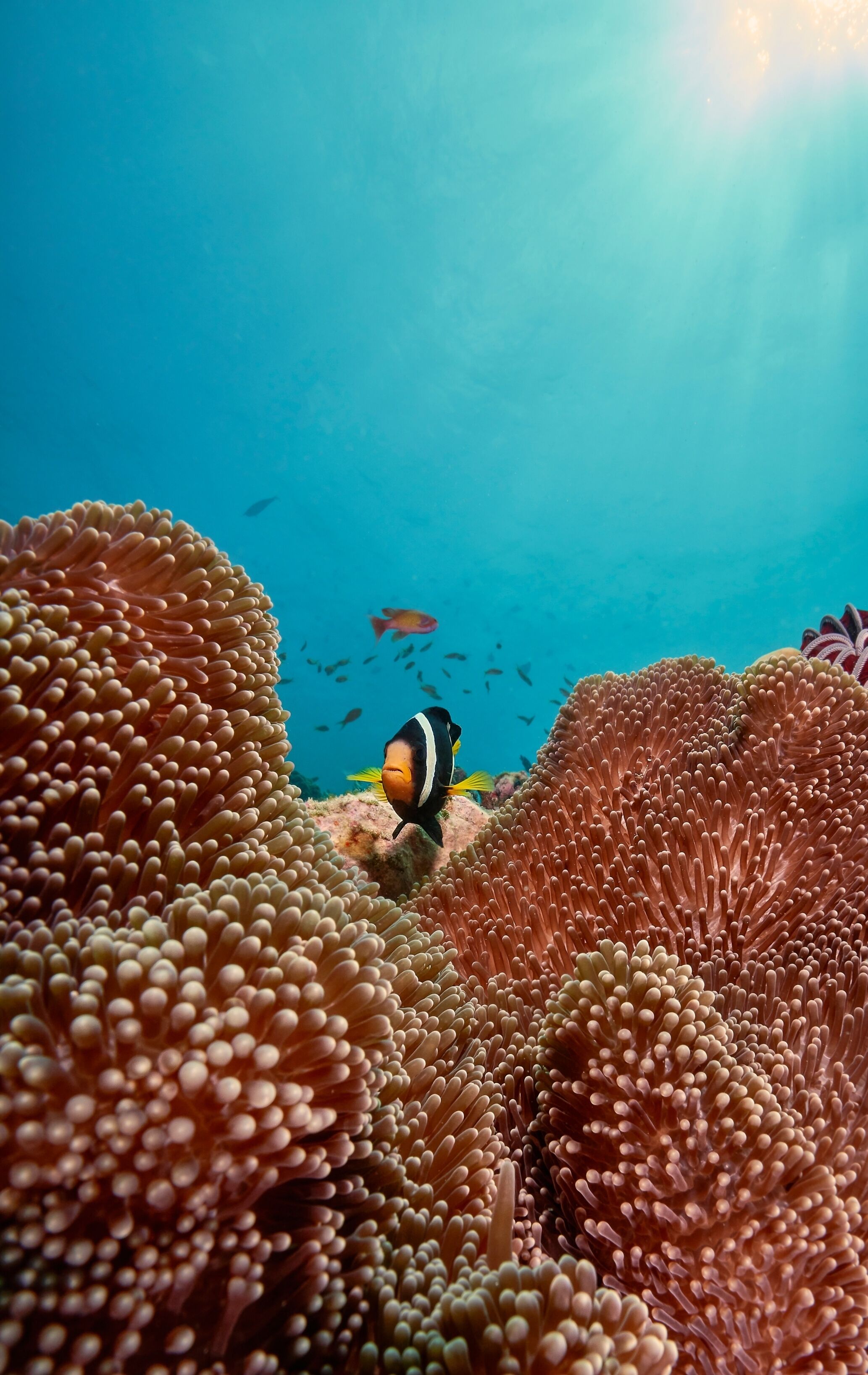 Cora Cora Maldives