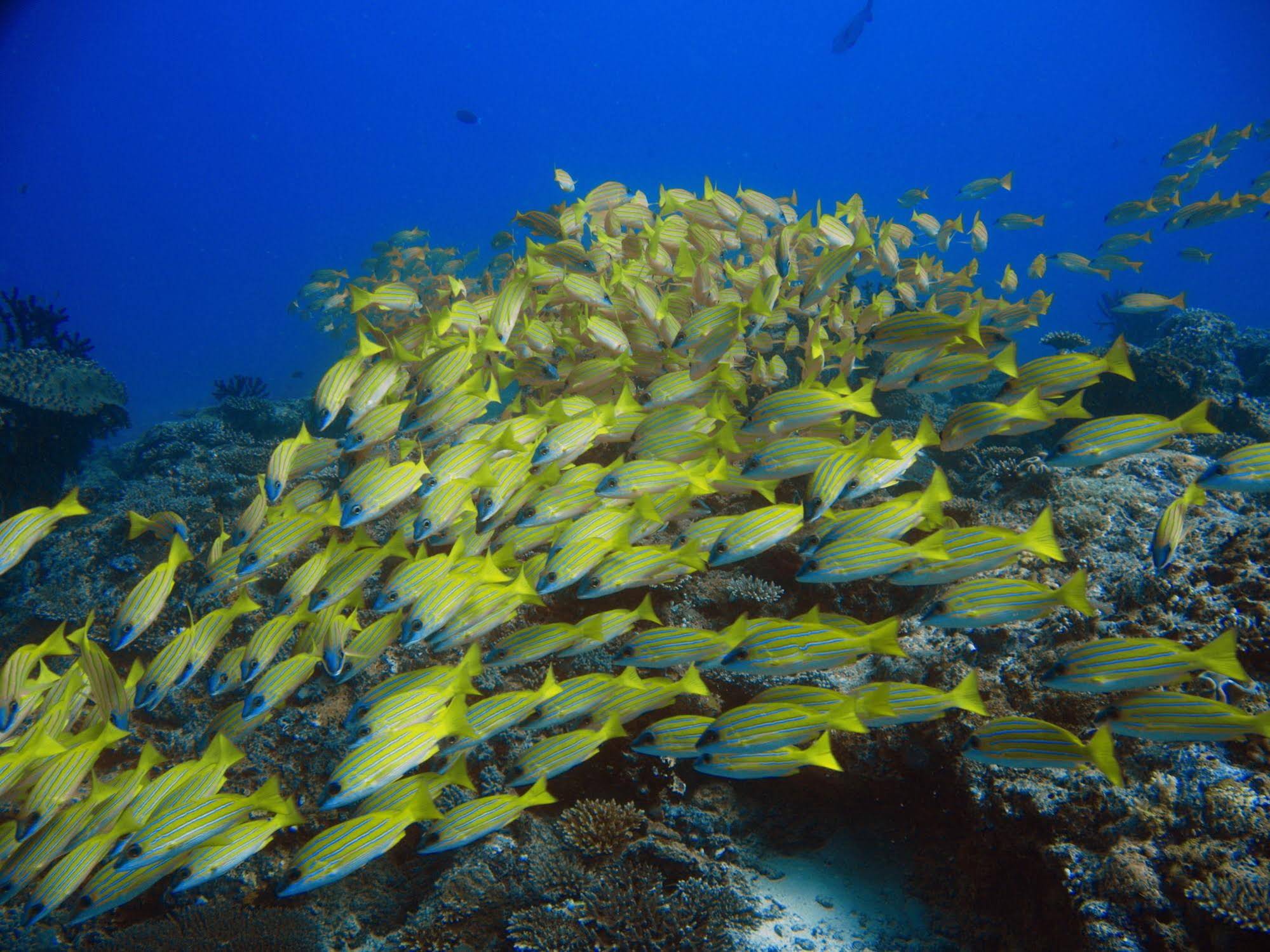 Boutique Beach All Inclusive Diving Hotel