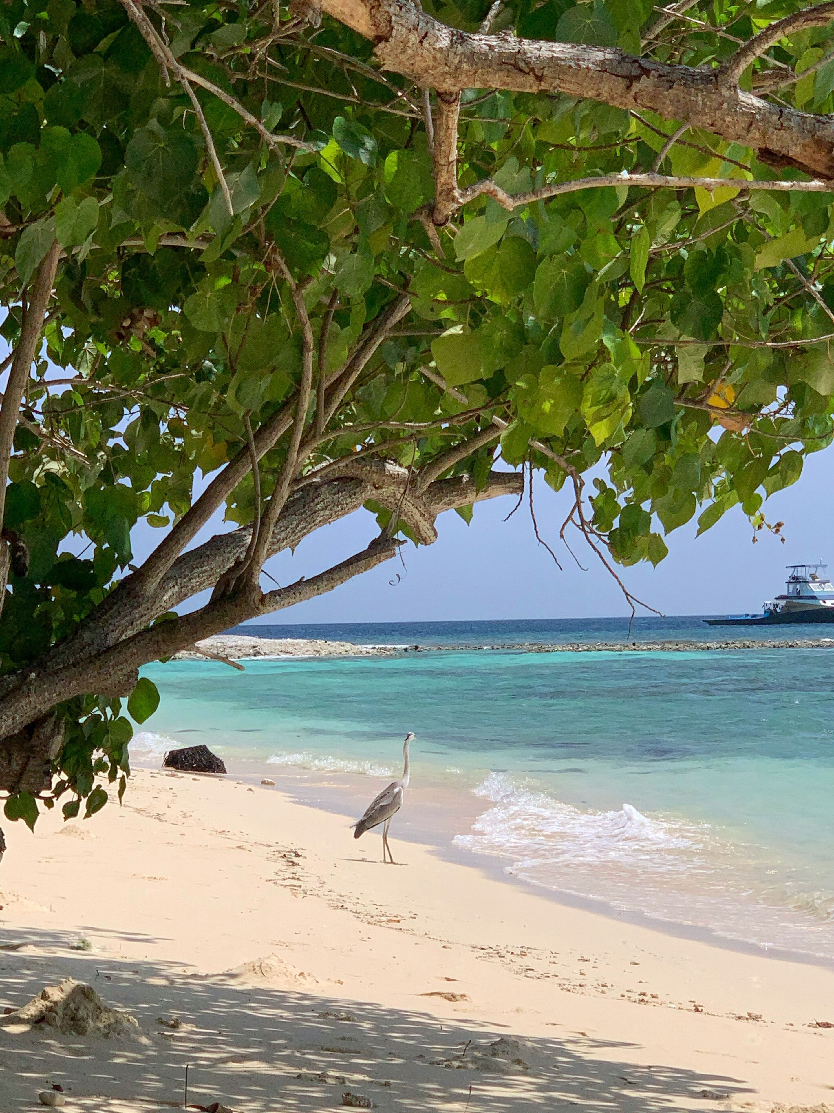 Dhamana Beach